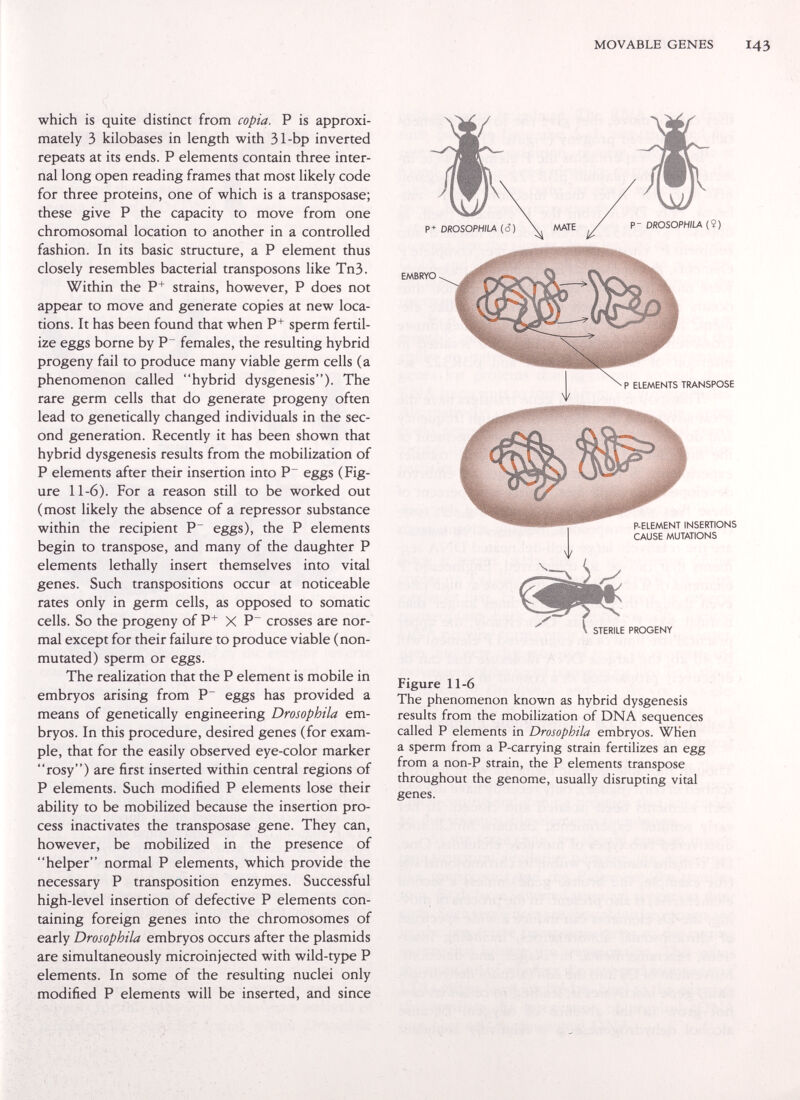 MOVABLE GENES 143 which is quite distinct from copia. P is approxi¬ mately 3 kilobases in length with 31-bp inverted repeats at its ends. P elements contain three inter¬ nal long open reading frames that most likely code for three proteins, one of which is a transposase; these give P the capacity to move from one chromosomal location to another in a controlled fashion. In its basic structure, a P element thus closely resembles bacterial transposons like Tn3. Within the P+ strains, however, P does not appear to move and generate copies at new loca¬ tions. It has been found that when P+ sperm fertil¬ ize eggs borne by P^ females, the resulting hybrid progeny fail to produce many viable germ cells (a phenomenon called hybrid dysgenesis). The rare germ cells that do generate progeny often lead to genetically changed individuals in the sec¬ ond generation. Recently it has been shown that hybrid dysgenesis results from the mobilization of P elements after their insertion into P eggs (Fig¬ ure 11-6). For a reason still to be worked out (most likely the absence of a repressor substance within the recipient P~ eggs), the P elements begin to transpose, and many of the daughter P elements lethally insert themselves into vital genes. Such transpositions occur at noticeable rates only in germ cells, as opposed to somatic cells. So the progeny of P+ X P crosses are nor¬ mal except for their failure to produce viable (non- mutated) sperm or eggs. The realization that the P element is mobile in embryos arising from P eggs has provided a means of genetically engineering Drosophila em¬ bryos. In this procedure, desired genes (for exam¬ ple, that for the easily observed eye-color marker rosy) are first inserted within central regions of P elements. Such modified P elements lose their ability to be mobilized because the insertion pro¬ cess inactivates the transposase gene. They can, however, be mobilized in the presence of helper normal P elements, 4vhich provide the necessary P transposition enzymes. Successful high-level insertion of defective P elements con¬ taining foreign genes into the chromosomes of early Drosophila embryos occurs after the plasmids are simultaneously microinjected with wild-type P elements. In some of the resulting nuclei only modified P elements will be inserted, and since P- DROSOPHILA (9) EMBRYO P ELEMENTS TRANSPOSE P-ELEMENT INSERTIONS CAUSE MUTATIONS STERILE PROGENY Figure 11-6 The phenomenon known as hybrid dysgenesis results from the mobilization of DNA sequences called P elements in Drosophila embryos. WKen a sperm from a P-carrying strain fertilizes an egg from a non-P strain, the F elements transpose throughout the genome, usually disrupting vital genes.