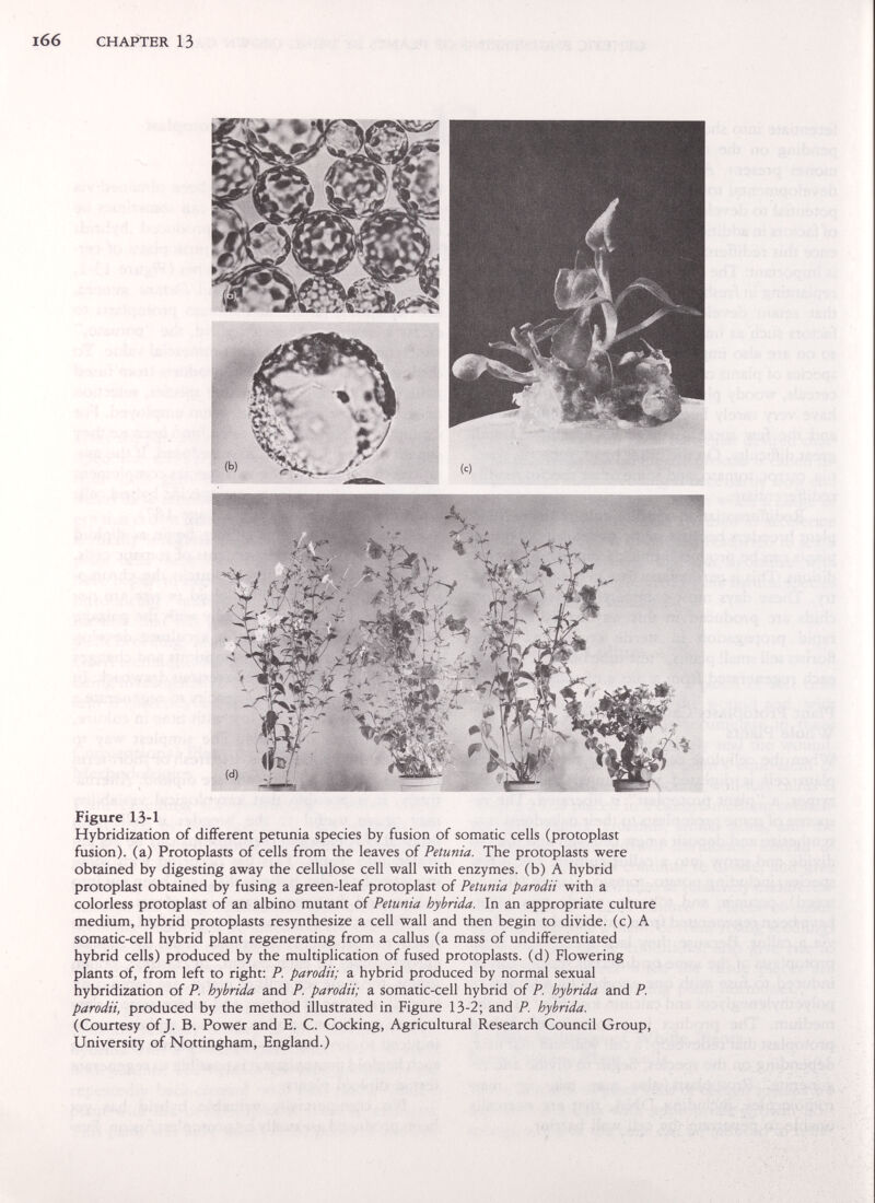 l66 CHAPTER 13 Figure 13-1 Hybridization of different petunia species by fusion of somatic cells (protoplast fusion), (a) Protoplasts of cells from the leaves of Petunia. The protoplasts were obtained by digesting away the cellulose cell wall with enzymes, (b) A hybrid protoplast obtained by fusing a green-leaf protoplast of Petunia parodii with a colorless protoplast of an albino mutant of Petunia hybrida. In an appropriate culture medium, hybrid protoplasts resynthesize a cell wall and then begin to divide, (c) A somatic-cell hybrid plant regenerating from a callus (a mass of undifferentiated hybrid cells) produced by the multiplication of fused protoplasts, (d) Flowering plants of, from left to right: P. parodii; a hybrid produced by normal sexual hybridization of P. hybrida and P. parodii; a somatic-cell hybrid of P. hybrida and P. parodii, produced by the method illustrated in Figure 13-2; and P. hybrida. (Courtesy of J. B. Power and E. C. Cocking, Agricultural Research Council Group, University of Nottingham, England.)