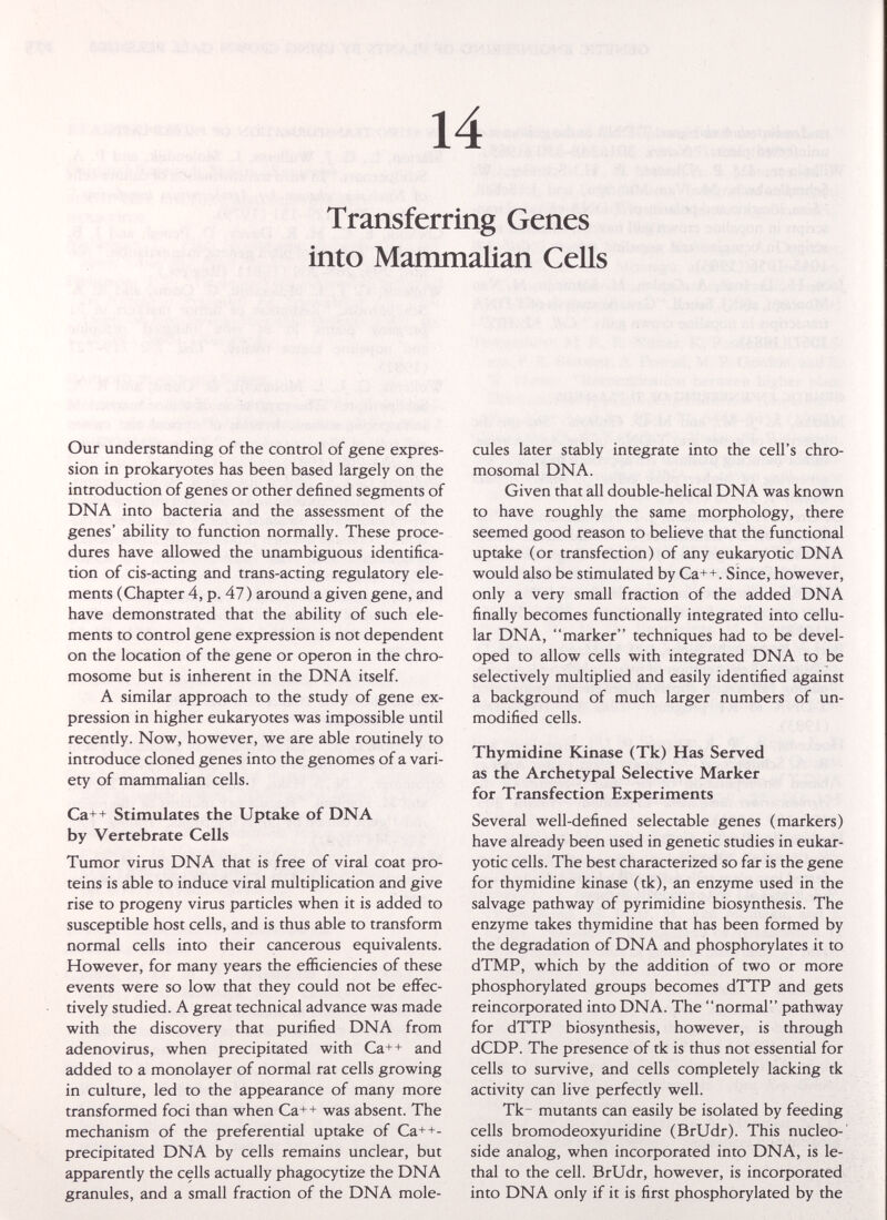 14 Transferring Genes into Mammalian Cells Our understanding of the control of gene expres¬ sion in prokaryotes has been based largely on the introduction of genes or other defined segments of DNA into bacteria and the assessment of the genes' ability to function normally. These proce¬ dures have allowed the unambiguous identifica¬ tion of cis-acting and trans-acting regulatory ele¬ ments (Chapter 4, p. 47 ) around a given gene, and have demonstrated that the ability of such ele¬ ments to control gene expression is not dependent on the location of the gene or Operon in the chro¬ mosome but is inherent in the DNA itself. A similar approach to the study of gene ex¬ pression in higher eukaryotes was impossible until recently. Now, however, we are able routinely to introduce cloned genes into the genomes of a vari¬ ety of mammalian cells. Ca++ Stimulates the Uptake of DNA by Vertebrate Cells Tumor virus DNA that is free of viral coat pro¬ teins is able to induce viral multiplication and give rise to progeny virus particles when it is added to susceptible host cells, and is thus able to transform normal cells into their cancerous equivalents. However, for many years the efficiencies of these events were so low that they could not be effec¬ tively studied. A great technical advance was made with the discovery that purified DNA from adenovirus, when precipitated with Ca++ and added to a monolayer of normal rat cells growing in culture, led to the appearance of many more transformed foci than when Ca++ was absent. The mechanism of the preferential uptake of Ca++- precipitated DNA by cells remains unclear, but apparently the cells actually phagocytize the DNA granules, and a small fraction of the DNA mole¬ cules later stably integrate into the cell's chro¬ mosomal DNA. Given that all double-helical DNA was known to have roughly the same morphology, there seemed good reason to believe that the functional uptake (or transfection) of any eukaryotic DNA would also be stimulated by Ca++. Since, however, only a very small fraction of the added DNA finally becomes functionally integrated into cellu¬ lar DNA, marker techniques had to be devel¬ oped to allow cells with integrated DNA to be selectively multiplied and easily identified against a background of much larger numbers of un¬ modified cells. Thymidine Kinase (Tk) Has Served as the Archetypal Selective Marker for Transfection Experiments Several well-defined selectable genes (markers) have already been used in genetic studies in eukar¬ yotic cells. The best characterized so far is the gene for thymidine kinase (tk), an enzyme used in the salvage pathway of pyrimidine biosynthesis. The enzyme takes thymidine that has been formed by the degradation of DNA and phosphorylates it to dTMP, which by the addition of two or more phosphorylated groups becomes dTTP and gets reincorporated into DNA. The normal pathway for dTTP biosynthesis, however, is through dCDP. The presence of tk is thus not essential for cells to survive, and cells completely lacking tk activity can live perfectly well. Tk- mutants can easily be isolated by feeding cells bromodeoxyuridine (BrUdr). This nucleo¬ side analog, when incorporated into DNA, is le¬ thal to the cell. BrUdr, however, is incorporated into DNA only if it is first phosphorylated by the