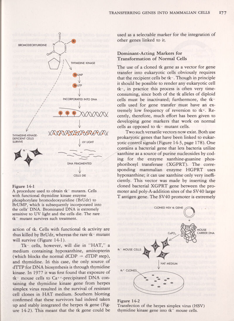 TRANSFERRING GENES INTO MAMMALIAN CELLS I77 BROMODEOXYURIDINE N С THYMIDINE KINASE THYMIDINE-KINASE- DEFICIENT CELLS SURVIVE UV LIGHT DNA FRAGMENTED I CELLS DIE Figure 14-1 A procedure used to obtain tk mutants. Cells with functional thymidine kinase enzyme phosphorylate bromodeoxyuridine (BrUdr) to BrUMP, which is subsequently incorporated into the cells' DNA. Brominated DNA is extremely sensitive to UV light and the cells die. The rare tk~ mutant survives such treatment. action of tk. Cells with functional tk activity are thus killed by BrUdr, whereas the rare tk- mutant will survive (Figure 14-1). Tk- cells, however, will die in HAT, a medium containing hypoxanthine, amiiiopterin (which blocks the normal dCDP dTDP step), and thymidine. In this case, the only source of dTTP for DNA biosynthesis is through thymidine kinase. In 1977 it was first found that exposure of tk- mouse cells to Ca++-precipitated DNA con¬ taining the thymidine kinase gene from herpes simplex virus resulted in the survival of resistant cell clones in HAT medium. Southern blotting confirmed that these survivors had indeed taken up and stably integrated the herpes tk gene (Fig¬ ure 14-2). This meant that the tk gene could be used as a selectable marker for the integration of other genes linked to it. Dominant-Acting Markers for Transformation of Normal Cells The use of a cloned tk gene as a vector for gene transfer into eukaryotic cells obviously requires that the recipient cells be tk-. Though in principle it should be possible to render any eukaryotic cell tk-, in practice this process is often very time- consuming, since both of the tk alleles of diploid cells must be inactivated; furthermore, the tk- cells used for gene transfer must have an ex¬ tremely low frequency of reversion to tk+. Re¬ cently, therefore, much effort has been given to developing gene markers that work on normal cells as opposed to tk- mutant cells. Two such versatile vectors now exist. Both use prokaryotic genes that have been linked to eukar¬ yotic contrölTsignals (Figure 14-3, page 178). One cpntains a bacterial gene that lets bacteria utilize xanthine as a source of purine nucleosides by cod¬ ing for the enzyme xanthine-guanine phos- phoribosyl transferase (XGPRT). The corre¬ sponding mammalian enzyme HGPRT uses hypoxanthine; it can use xanthine only very ineffi¬ ciently. This vector was made by inserting the cloned bacterial XGPRT gene between the pro¬ moter and poly-A-addition sites of the SV40 large T antigen gene. The SV40 promoter is extremely CLONED HSV tk GENE tk MOUSE CELLS tk+ CLONES Figure 14-2 Transfection of the herpes simplex virus (HSV) thymidine kinase gene into tk~ mouse cells.