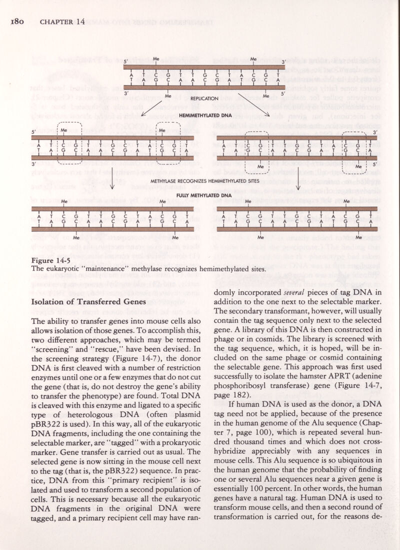 l8o CHAPTER 14 5' 5' I A T Me 1 T с a g g с J T A g с с g Me replication HEMIMETHYLATED DNA ¡ Me Ate t I с A 1 G I I I G с T A П I I П g с t a с g a t с g 1П г g i t с I A I A T ticgittgct A'Gc:aacga a 1с t ig Me METHYIASE RECOGNIZES HEMIMETHYLATED SITES FUUY METHYLATED DNA g с || I T i A Me Me Me Me Me A T T A с g g с Me g с с g T A A T с G g с Me g t a t t a _| I с g g t t g с a a с Me с g I A с t g J 1 Me Figure 14-5 The eukaryotic maintenance methylase recognizes hemimethylated sites. Isolation of Transferred Genes The ability to transfer genes into mouse cells also allows isolation of those genes. To accomplish this, two different approaches, which may be termed screening and rescue, have been devised. In the screening strategy (Figure 14-7), the donor DNA is first cleaved with a number of restriction enzymes until one or a few enzymes that do not cut the gene (that is, do not destroy the gene's ability to transfer the phenotype) are found. Total DNA is cleaved with this enzyme and ligated to a specific type of heterologous DNA (often plasmid pBR322 is used). In this way, all of the eukaryotic DNA fragments, including the one containing the selectable marker, are tagged with a prokaryotic marker. Gene transfer is carried out as usual. The selected gene is now sitting in the mouse cell next to the tag (that is, the pBR322) sequence. In prac¬ tice, DNA from this primary recipient is iso¬ lated and used to transform a second population of cells. This is necessary because all the eukaryotic DNA fragments in the original DNA were tagged, and a primary recipient cell may have ran¬ domly incorporated several pieces of tag DNA in addition to the one next to the selectable marker. The secondary transformant, however, will usually contain the tag sequence only next to the selected gene. A library of this DNA is then constructed in phage or in cosmids. The library is screened with the tag sequence, which, it is hoped, will be in¬ cluded on the same phage or cosmid containing the selectable gene. This approach was first used successfully to isolate the hamster APRT (adenine phosphoribosyl transferase) gene (Figure 14-7, page 182). If human DNA is used as the donor, a DNA tag need not be applied, because of the presence in the human genome of the Alu sequence (Chap¬ ter 7, page 100), which is repeated several hun¬ dred thousand times and which does not cross- hybridize appreciably with any sequences in mouse cells. This Alu sequence is so ubiquitous in the human genome that the probability of finding one or several Alu sequences near a given gene is essentially 100 percent. In other words, the human genes have a natural tag. Human DNA is used to transform mouse cells, and then a second round of transformation is carried out, for the reasons de-