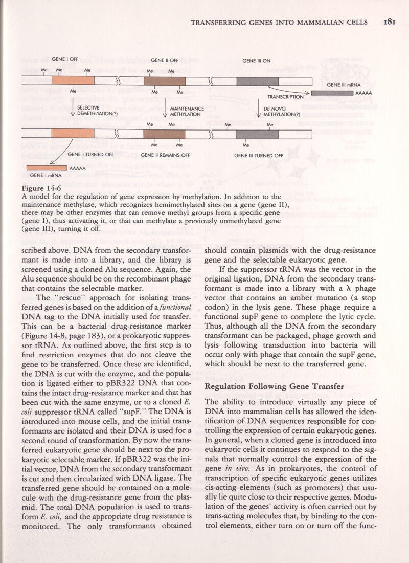 TRANSFERRING GENES INTO MAMMALIAN CELLS GENE I OFF Me Me _J 1_ Me _J 3^ —r~ Me SELECTIVE DEMETHLYATION(?) GENE I TURNED ON GENE I mRNA 1 AAAAA GENE II OFF Me Me GENE III ON GENE III mRNA AAAAA АЛе Me GENE II REMAINS OFF АЛе GENE III TURNED OFF Figure 14-6 A model for the regulation of gene expression by methylation. In addition to the maintenance methylase, which recognizes hemimethylated sites on a gene (gene II), there may be other enzymes that can remove methyl groups from a specific gene (gene I), thus activating it, or that can methylate a previously unmethylated gene (gene III), turning it off. scribed above. DNA from the secondary transfor¬ mant is made into a library, and the library is screened using a cloned Alu sequence. Again, the Alu sequence should be on the recombinant phage that contains the selectable marker. The rescue approach for isolating trans¬ ferred genes is based on the addition of a functional DNA tag to the DNA initially used for transfer. This can be a bacterial drug-resistance marker (Figure 14-8, page 183), or a prokaryotic suppres¬ sor tRNA. As outlined above, the first step is to find restriction enzymes that do not cleave the gene to be transferred. Once these are identified, the DNA is cut with the enzyme, and the popula¬ tion is ligated either to pBR322 DNA that con¬ tains the intact drug-resistance marker and that has been cut with the same enzyme, or to a cloned E. coli suppressor tRNA called supF. The DNA is introduced into mouse cells, and the initial trans¬ formants are isolated and their DNA is used for a second round of transformation. By now the trans¬ ferred eukaryotic gene should be next to the pro¬ karyotic selectable, marker. If pBR322 was the ini¬ tial vector, DNA from the secondary transformant is cut and then circularized with DNA ligase. The transferred gene should be contained on a mole¬ cule with the drug-resistance gene from the plas- mid. The total DNA population is used to trans¬ form E. coli, and the appropriate drug resistance is monitored. The only transformants obtained should contain plasmids with the drug-resistance gene and the selectable eukaryotic gene. If the suppressor tRNA was the vector in the original ligation, DNA from the secondary trans¬ formant is made into a library with a X phage vector that contains an amber mutation (a stop codon) in the lysis gene. These phage require a functional supF gene to complete the lytic cycle. Thus, although all the DNA from the secondary transformant can be packaged, phage growth and lysis following transduction into bacteria will occur only with phage that contain the supF gene, which should be next to the transferred gene. Regulation Following Gene Transfer The ability to introduce virtually any piece of DNA into mammalian cells has allowed the iden¬ tification of DNA sequences responsible for con¬ trolling the expression of certain eukaryotic genes. In general, when a cloned gene is introduced into eukaryotic cells it continues to respond to the sig¬ nals that normally control the expression of the gene in vivo. As in prokaryotes, the control of transcription of specific eukaryotic genes utilizes cis-acting elements (such as promoters) that usu¬ ally lie quite close to their respective genes. Modu¬ lation of the genes' activity is often carried out by trans-acting molecules that, by binding to the con¬ trol elements, either turn on or turn off the fune-