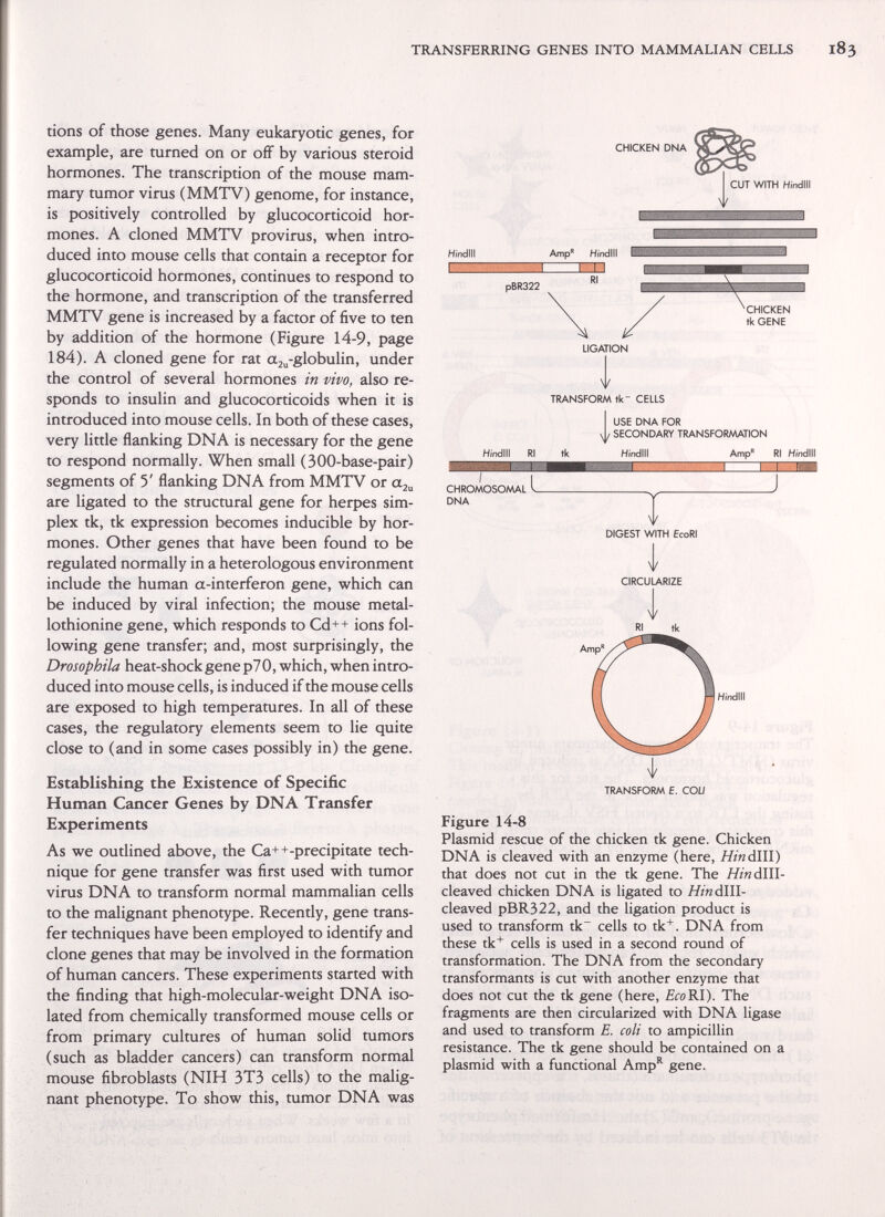 TRANSFERRING GENES INTO MAMMALIAN CELLS tions of those genes. Many eukaryotic genes, for example, are turned on or off by various steroid hormones. The transcription of the mouse mam¬ mary tumor virus (MMTV) genome, for instance, is positively controlled by glucocorticoid hor¬ mones. A cloned MMTV provirus, when intro¬ duced into mouse cells that contain a receptor for glucocorticoid hormones, continues to respond to the hormone, and transcription of the transferred MMTV gene is increased by a factor of five to ten by addition of the hormone (Figure 14-9, page 184). A cloned gene for rat aj^-globulin, under the control of several hormones in vivo, also re¬ sponds to insulin and glucocorticoids when it is introduced into mouse cells. In both of these cases, very little flanking DNA is necessary for the gene to respond normally. When small (300-base-pair) segments of 5' flanking DNA from MMTV or are ligated to the structural gene for herpes sim¬ plex tk, tk expression becomes inducible by hor¬ mones. Other genes that have been found to be regulated normally in a heterologous environment include the human a-interferon gene, which can be induced by viral infection; the mouse metal- lothionine gene, which responds to Cd++ ions fol¬ lowing gene transfer; and, most surprisingly, the Drosophila heat-shock gene p7 0, which, when intro¬ duced into mouse cells, is induced if the mouse cells are exposed to high temperatures. In all of these cases, the regulatory elements seem to lie quite close to (and in some cases possibly in) the gene. Establishing the Existence of Specific Human Cancer Genes by DNA Transfer Experiments As we outlined above, the Ca++-precipitate tech¬ nique for gene transfer was first used with tumor virus DNA to transform normal mammalian cells to the malignant phenotype. Recently, gene trans¬ fer techniques have been employed to identify and clone genes that may be involved in the formation of human cancers. These experiments started with the finding that high-molecular-weight DNA iso¬ lated from chemically transformed mouse cells or from primary cultures of human solid tumors (such as bladder cancers) can transform normal mouse fibroblasts (NIH 3T3 cells) to the malig¬ nant phenotype. To show this, tumor DNA was CHICKEN DNA CUT WITH Hindlli Hf'ndill T CHICKEN tk GENE LIGATION TRANSFORM tk CELLS USE DNA FOR Hindlli RI tk SECONDARY TRANSFORMATION Hindltl CHROMOSOMAL ' DNA T Wll i DIGEST WITH EcoRI CIRCULARIZE RI tk Hindlli TRANSFORM E. COU Figure 14-8 Plasmid rescue of the chicken tk gene. Chicken DNA is cleaved with an enzyme (here, HinàlW) that does not cut in the tk gene. The HinàlW- cleaved chicken DNA is ligated to Hin dlll- cleaved pBR322, and the ligation product is used to transform tk cells to tk*. DNA from these tk* cells is used in a second round of transformation. The DNA from the secondary transformants is cut with another enzyme that does not cut the tk gene (here, £гоК1). The fragments are then circularized with DNA ligase and used to transform E. coli to ampicillin resistance. The tk gene should be contained on a plasmid with a functional Amp'^ gene.