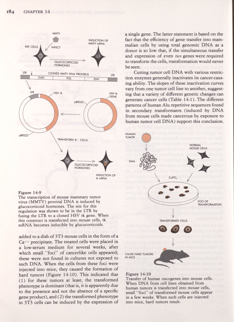 CHAPTER 14 MMTV INDUCTION OF MMTV mRNA pBR322 INDUCTION OF tk mRNA Figure 14-9 The transcription of mouse mammary tumor virus (MMTV) provirai DNA is induced by glucocorticoid hormones. The site for this regulation was shown to be in the LTR by fusing the LTR to a cloned HSV tk gene. When this construct is transfected into mouse cells, tk mRNA becomes inducible by glucocorticoids. added to a dish of 3T3 mouse cells in the form of a Ca++ precipitate. The treated cells were placed in a low-serum medium for several weeks, after which small foci of cancerlike cells appeared; these were not found in cultures not exposed to such DNA. When the cells from these foci were injected into mice, they caused the formation of hard tumors (Figure 14-10). This indicated that (1) for these tumors at least, the transformed phenotype is dominant (that is, it is apparently due to the presence and not the absence of a specific gene product), and (2) the transformed phenotype in 3T3 cells can be induced by the expression of a single gene. The latter statement is based on the fact that the efficiency of gene transfer into mam¬ malian cells by using total genomic DNA as a donor is so low that, if the simultaneous transfer and expression of even two genes were required to transform the cells, transformation would never be seen. Cutting tumor cell DNA with various restric¬ tion enzymes generally inactivates its cancer-caus¬ ing ability. The slopes of these inactivation curves vary from one tumor cell line to another, suggest¬ ing that a variety of different genetic changes can generate cancer cells (Table 14-1). The different patterns of human Alu repetitive sequences found in secondary transformants (induced by DNA from mouse cells made cancerous by exposure to human tumor cell DNA) support this conclusion. HUMAN TUMOR NOR/ML MOUSE CELLS DNA FOCI OF TRANSFORAAATION TRANSFORMED CELLS ^ Ф Ф CAUSE HARD TUMORS IN MICE Figure 14-10 Transfer of human oncogenes into mouse cells. When DNA from cell lines obtained from human tumors is transfected into mouse cells, small foci of transformed mouse cells appear in a few weeks. When such cells are injected into mice, hard tumors result.
