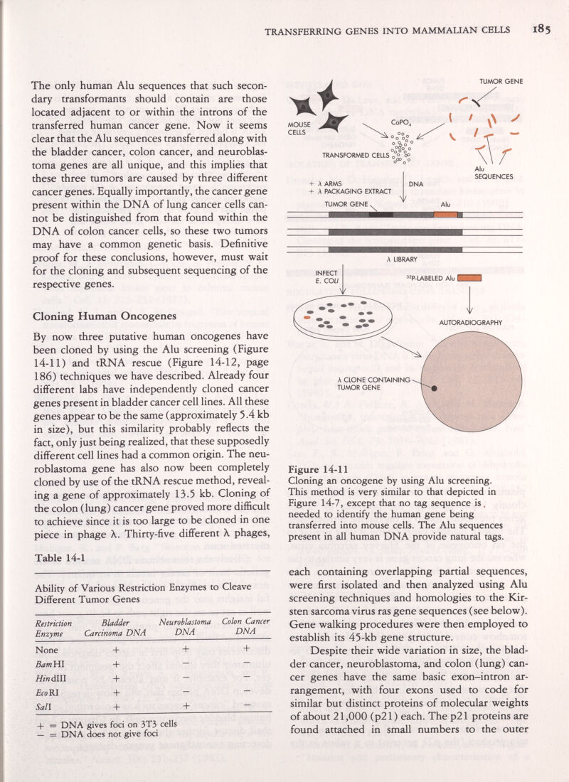 TRANSFERRING GENES INTO MAMMALIAN CELLS The only human Alu sequences that such secon¬ dary transformants should contain are those located adjacent to or within the introns of the transferred human cancer gene. Now it seems clear that the Alu sequences transferred along with the bladder cancer, colon cancer, and neuroblas¬ toma genes are all unique, and this implies that these three tumors are caused by three different cancer genes. Equally importantly, the cancer gene present within the DNA of lung cancer cells can¬ not be distinguished from that found within the DNA of colon cancer cells, so these two tumors may have a common genetic basis. Definitive proof for these conclusions, however, must wait for the cloning and subsequent sequencing of the respective genes. Cloning Human Oncogenes By now three putative human oncogenes have been cloned by using the Alu screening (Figure 14-11) and tRNA rescue (Figure 14-12, page 186) techniques we have described. Already four different labs have independently cloned cancer genes present in bladder cancer cell lines. All these genes appear to be the same (approximately 5.4 kb in size), but this similarity probably reflects the fact, only just being realized, that these supposedly different cell lines had a common origin. The neu¬ roblastoma gene has also now been completely cloned by use of the tRNA rescue method, reveal¬ ing a gene of approximately 13.5 kb. Cloning of the colon (lung) cancer gene proved more difficult to achieve since it is too large to be cloned in one piece in phage X. Thirty-five different X phages, Table 14-1 Ability of Various Restriction Enzymes to Cleave Different Tumor Genes TUMOR GENE Restriction Enzyme Bladder Carcinoma DNA Neuroblastoma Colon Cancer DNA DNA None BamHl HinàWl EcoK\ Sail -I- -t- -I- -b -f- -b Л CLONE CONTAINING- TUMOR GENE -I- = DNA gives foci on 3T3 cells — = DNA does not give foci Figure 14-11 Cloning an oncogene by using Alu screening. This method is very similar to that depicted in Figure 14-7, except that no tag sequence is. needed to identify the human gene being transferred into mouse cells. The Alu sequences present in all human DNA provide natural tags. each containing overlapping partial sequences, were first isolated and then analyzed using Alu screening techniques and homologies to the Kir¬ sten sarcoma virus ras gene sequences (see below). Gene walking procedures were then employed to establish its 45-kb gene structure. Despite their wide variation in size, the blad¬ der cancer, neuroblastoma, and colon (lung) can¬ cer genes have the same basic exon-intron ar¬ rangement, with four exons used to code for similar but distinct proteins of molecular weights of about 21,000 (p21 ) each. The p21 proteins are found attached in small numbers to the outer