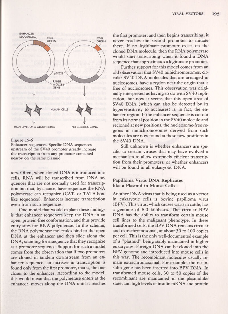 ENHANCER HUAAAN CELLS i 1 HIGH LEVEL OF a-GLOBIN mRNA NO a-GLOBIN mRNA Figure 15-6 Enhancer sequences. Specific DNA sequences upstream of the SV40 promoter greatly increase the transcription from any promoter contained nearby on the same plasmid. ters. Often, when cloned DNA is introduced into cells, RNA will be transcribed from DNA se¬ quences that are not normally used for transcrip¬ tion but that, by chance, have sequences the RNA polymerase can recognize (CAT- or TATA-box- like sequences). Enhancers increase transcription even from such sequences. One model that would explain these findings is that enhancer sequences keep the DNA in an open, protein-free conformation, and thus provide entry sites for RNA polymerase. In this scheme, the RNA polymerase molecules bind to the open DNA at the enhancer and then slide along the DNA, scanning for a sequence that they recognize as a promoter sequence. Support for such a model comes from the observation that if two promoters are cloned in tandem downstream from an en¬ hancer sequence, an increase in transcription is found only from the first promoter, that is, the one closer to the enhancer. According to the model, this would mean that the polymerase enters at the enhancer, moves along the DNA until it reaches VIRAL VECTORS 195 the first promoter, and then begins transcribing; it never reaches the second promoter to initiate there. If no legitimate promoter exists on the cloned DNA molecule, then the RNA polymerase would start transcribing when it found a DNA sequence that approximates a legitimate promoter. Further support for this model comes from an old observation that SV40 minichromosomes, cir¬ cular SV40 DNA molecules that are arranged in nucleosomes, have a region near the origin that is free of nucleosomes. This observation was origi¬ nally interpreted as having to do with SV40 repli¬ cation, but now it seems that this open area of SV40 DNA (which can also be detected by its hypersensitivity to nucleases) is, in fact, the en¬ hancer region. If the enhancer sequence is cut out from its normal position in the SV40 molecule and recloned at new positions, the nucleosome-free re¬ gions in minichromosomes derived from such molecules are now found at these new positions in the SV40 DNA. Still unknown is whether enhancers are spe¬ cific to certain viruses that may have evolved a mechanism to allow extremely efficient transcrip¬ tion from their promoters, or whether enhancers will be found in all eukaryotic DNA. Papilloma Virus DNA Replicates like a Plasmid in Mouse Cells Another DNA virus that is being used as a vector in eukaryotic cells is bovine papilloma virus (BPV). This virus, which causes warts in cattle, has a genome of 8.0 kilobases. The circular BPV DNA has the ability to transform certain mouse cell lines to the malignant phenotype. In these transformed cells, the BPV DNA remains circular and extrachromosomal, at about 30 to 100 copies per cell. This is the only well-documented example of a plasmid being stably maintained in higher eukaryotes. Foreign DNA can be cloned into the BPV genome and introduced into mouse cells in this way. The recombinant molecules usually re¬ main extrachromosomal. For example, the rat in¬ sulin gene has been inserted into BPV DNA. In transformed mouse cells, 30 to 50 copies of the recombinant are maintained in the plasmidlike state, and high levels of insulin mRNA and protein