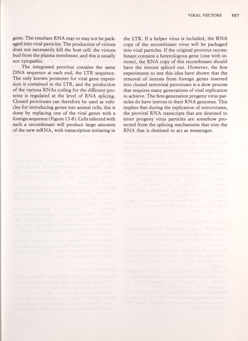 VIRAL VECTORS I97 gene. The resultant RNA may or may not be pack¬ aged into viral particles. The production of virions does not necessarily kill the host cell; the virions bud from the plasma membrane, and this is usually not cytopathic. The integrated provirus contains the same DNA sequence at each end, the LTR sequence. The only known promoter for viral gene expres¬ sion is contained in the LTR, and the production of the various RNAs coding for the different pro¬ teins is regulated at the level of RNA splicing. Cloned proviruses can therefore be used as vehi¬ cles for introducing genes into animal cells; this is done by replacing one of the viral genes with a foreign sequence (Figure 15-8). Cells infected with such a recombinant will produce large amounts of the new mRNA, with transcription initiating in the LTR. If a helper virus is included, the RNA copy of the recombinant virus will be packaged into viral particles. If the original provirus recom¬ binant contains a heterologous gene (one with in- trons), the RNA copy of this recombinant should have the introns spliced out. However, the first experiments to test this idea have shown that the removal of introns from foreign genes inserted into cloned retroviral proviruses is a slow process that requires many generations of viral replication to achieve. The first-generation progeny virus par¬ ticles do have introns in their RNA genomes. This implies that during the replication of retroviruses, the proviral RNA transcripts that are destined to enter progeny virus particles are somehow pro¬ tected from the splicing mechanisms that trim the RNA that is destined to act as messenger. ■',4 ivi 'ÍÍ-'N ' ,