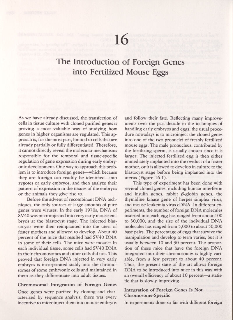 16 The Introduction of Foreign Genes into Fertilized Mouse Eggs As we have already discussed, the transfection of cells in tissue culture with cloned purified genes is proving a most valuable way of studying how genes in higher organisms are regulated. This ap¬ proach is, for the most part, limited to cells that are already partially or fully differentiated. Therefore, it cannot directly reveal the molecular mechanisms responsible for the temporal and tissue-specific regulation of gene expression during early embry¬ onic development. One way to approach this prob¬ lem is to introduce foreign genes—which because they are foreign can readily be identified—into zygotes or early embryos, and then analyze their pattern of expression in the tissues of the embryos or the animals they give rise to. Before the advent of recombinant DNA tech¬ niques, the only sources of large amounts of pure genes were viruses. In the early 1970s, DNA of SV40 was microinjected into very early mouse em¬ bryos at the blastocyst stage. The injected blas¬ tocysts were then reimplanted into the uteri of foster mothers and allowed to develop. About 40 percent of the mice that resulted had SV40 DNA in some of their cells. The mice were mosaic: In each individual tissue, some cells had SV40 DNA in their chromosomes and other cells did not. This proved that foreign DNA injected in very early embryos is incorporated stably into the chromo¬ somes of some embryonic cells and maintained in them as they differentiate into adult tissues. Chromosomal Integration of Foreign Genes Once genes were purified by cloning and char¬ acterized by sequence analysis, there was every incentive to microinject them into mouse embryos and follow their fate. Reflecting many improve¬ ments over the past decade in the techniques of handling early embryos and eggs, the usual proce¬ dure nowadays is to microinject the cloned genes into one of the two pronuclei of freshly fertilized mouse eggs. The male pronucleus, contributed by the fertilizing sperm, is usually chosen since it is larger. The injected fertilized egg is then either immediately implanted into the oviduct of a foster mother, or it is allowed to develop in culture to the blastocyst stage before being implanted into the uterus (Figure 16-1). This type of experiment has been done with several cloned genes, including human interferon and insulin genes, rabbit yS-globin genes, the thymidine kinase gene of herpes simplex virus, and mouse leukemia virus cDNA. In different ex¬ periments, the number of foreign DNA molecules inserted into each egg has ranged from about 100 to 30,000, and the size of the individual DNA molecules has ranged from 5,000 to about 50,000 base pairs. The percentage of eggs that survive the manipulation and develop to term varies, but it is usually between 10 and 30 percent. The propor¬ tion of these mice that have the foreign DNA integrated into their chromosomes is highly vari¬ able, from a few percent to about 40 percent. Thus, the present state of the art allows foreign DNA to be introduced into mice in this way with an overall efficiency of about 10 percent—a statis¬ tic that is slowly improving. Integration of Foreign Genes Is Not Chromosome-Specific In experiments done so far with different foreign