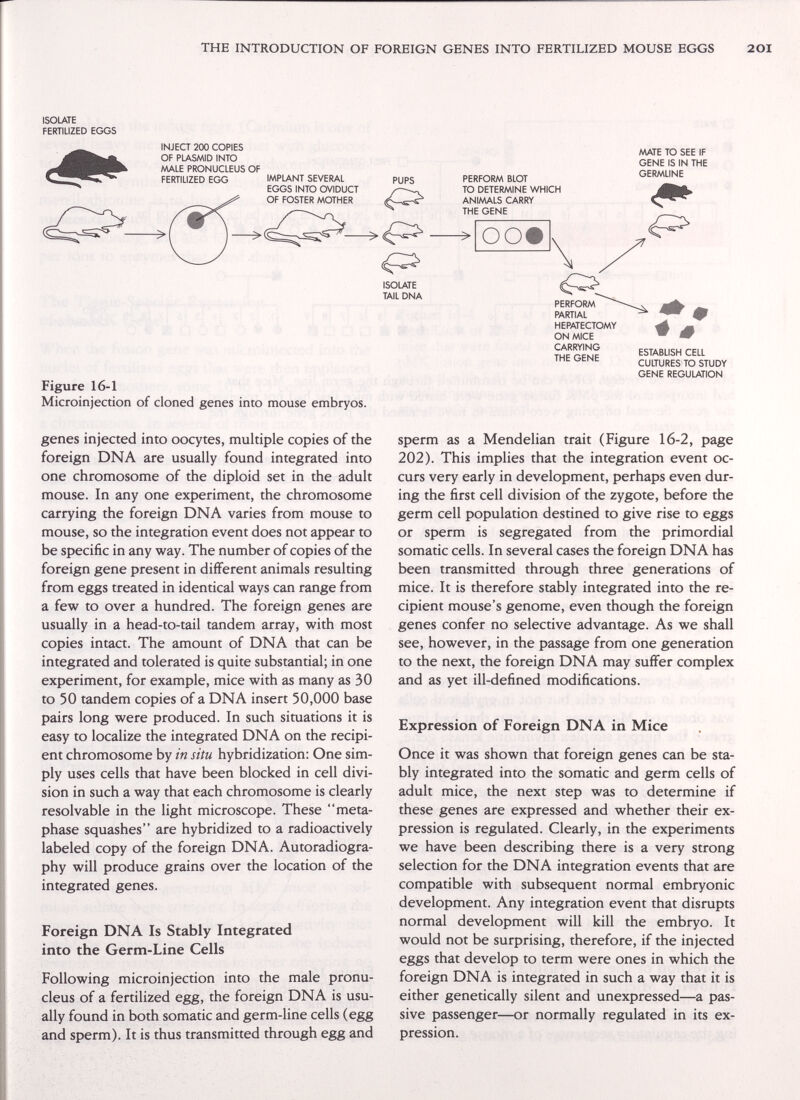 THE INTRODUCTION OF FOREIGN GENES INTO FERTILIZED MOUSE EGGS 20I ISOLATE FERTILIZED EGGS INJECT 200 COPIES OF PLASMID INTO MALE PRONUCLEUS OF FERTILIZED EGG IMPLANT SEVERAL EGGS INTO OVIDUCT OF FOSTER MOTHER PUPS PERFORM BLOT TO DETERMINE WHICH ANIMALS CARRY THE GENE MATE TO SEE IF GENE IS IN THE GERMLINE ISOLATE TAIL DNA PERFORM PARTIAL HEPATECTOMY ON MICE CARRYING THE GENE Figure 16-1 Microinjection of cloned genes into mouse embryos. ESTABLISH CELL CULTURES TO STUDY GENE REGULATION genes injected into oocytes, multiple copies of the foreign DNA are usually found integrated into one chromosome of the diploid set in the adult mouse. In any one experiment, the chromosome carrying the foreign DNA varies from mouse to mouse, SO the integration event does not appear to be Specific in any way. The number of copies of the foreign gene present in different animals resulting from eggs treated in identical ways can range from a few to over a hundred. The foreign genes are usually in a head-to-tail tandem array, with most copies intact. The amount of DNA that can be integrated and tolerated is quite substantial; in one experiment, for example, mice with as many as 30 to 50 tandem copies of a DNA insert 50,000 base pairs long were produced. In such situations it is easy to localize the integrated DNA on the recipi¬ ent chromosome by in situ hybridization: One sim¬ ply uses cells that have been blocked in cell divi¬ sion in such a way that each chromosome is clearly resolvable in the light microscope. These meta- phase squashes are hybridized to a radioactively labeled copy of the foreign DNA. Autoradiogra¬ phy will produce grains over the location of the integrated genes. Foreign DNA Is Stably Integrated into the Germ-Line Cells Following microinjection into the male pronu¬ cleus of a fertilized egg, the foreign DNA is usu¬ ally found in both somatic and germ-line cells (egg and sperm). It is thus transmitted through egg and sperm as a Mendelian trait (Figure 16-2, page 202). This implies that the integration event oc¬ curs very early in development, perhaps even dur¬ ing the first cell division of the zygote, before the germ cell population destined to give rise to eggs or sperm is segregated from the primordial somatic cells. In several cases the foreign DNA has been transmitted through three generations of mice. It is therefore stably integrated into the re¬ cipient mouse's genome, even though the foreign genes confer no selective advantage. As we shall see, however, in the passage from one generation to the next, the foreign DNA may sufiFer complex and as yet ill-defined modifications. Expression of Foreign DNA in Mice Once it was shown that foreign genes can be sta¬ bly integrated into the somatic and germ cells of adult mice, the next step was to determine if these genes are expressed and whether their ex¬ pression is regulated. Clearly, in the experiments we have been describing there is a very strong selection for the DNA integration events that are compatible with subsequent normal embryonic development. Any integration event that disrupts normal development will kill the embryo. It would not be surprising, therefore, if the injected eggs that develop to term were ones in which the foreign DNA is integrated in such a way that it is either genetically silent and unexpressed—a pas¬ sive passenger—or normally regulated in its ex¬ pression.