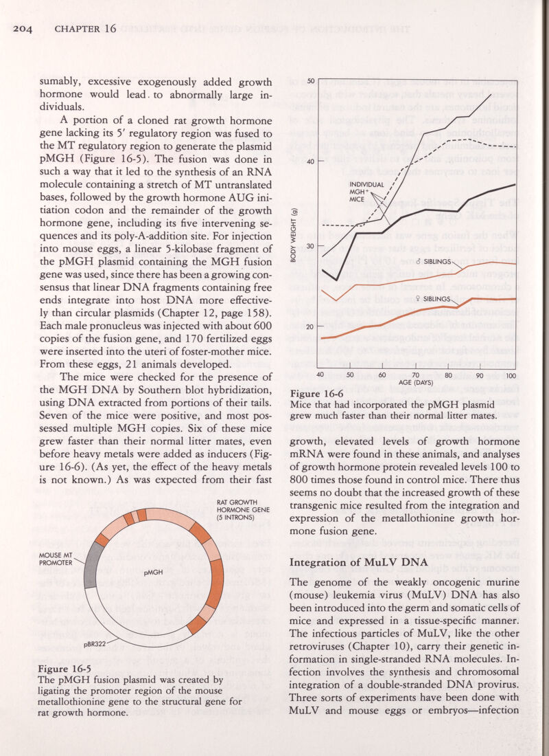 CHAPTER 16 sumably, excessive exogenously added growth hormone would lead. to abnormally large in¬ dividuals. A portion of a cloned rat growth hormone gene lacking its 5' regulatory region was fused to the MT regulatory region to generate the plasmid pMGH (Figure 16-5). The fusion was done in such a way that it led to the synthesis of an RNA molecule containing a stretch of MT untranslated bases, followed by the growth hormone AUG ini¬ tiation codon and the remainder of the growth hormone gene, including its five intervening se¬ quences and its poly-A-addition site. For injection into mouse eggs, a linear 5-kilobase fragment of the pMGH plasmid containing the MGH fusion gene was used, since there has been a growing con¬ sensus that linear DNA fragments containing free ends integrate into host DNA more effective¬ ly than circular plasmids (Chapter 12, page 158). Each male pronucleus was injected with about 600 copies of the fusion gene, and 170 fertilized eggs were inserted into the uteri of foster-mother mice. From these eggs, 21 animals developed. The mice were checked for the presence of the MGH DNA by Southern blot hybridization, using DNA extracted from portions of their tails. Seven of the mice were positive, and most pos¬ sessed multiple MGH copies. Six of these mice grew faster than their normal litter mates, even before heavy metals were added as inducers (Fig¬ ure 16-6). (As yet, the effect of the heavy metals is not known.) As was expected from their fast RAT GROWTH Figure 16-5 The pMGH fusion plasmid was created by ligating the promoter region of the mouse metallothionine gene to the structural gene for rat growth hormone. 40 50 60 70 80 90 100 AGE (DAYS) Figure 16-6 Mice that had incorporated the pMGH plasmid grew much faster than their normal litter mates. growth, elevated levels of growth hormone mRNA were found in these animals, and analyses of growth hormone protein revealed levels 100 to 800 times those found in control mice. There thus seems no doubt that the increased growth of these transgenic mice resulted from the integration and expression of the metallothionine growth hor¬ mone fusion gene. Integration of MuLV DNA The genome of the weakly oncogenic murine (mouse) leukemia virus (MuLV) DNA has also been introduced into the germ and somatic cells of mice and expressed in a tissue-specific manner. The infectious particles of MuLV, like the other retroviruses (Chapter 10), carry their genetic in¬ formation in single-stranded RNA molecules. In¬ fection involves the synthesis and chromosomal integration of a double-stranded DNA provirus. Three sorts of experiments have been done with MuLV and mouse eggs or embryos—infection