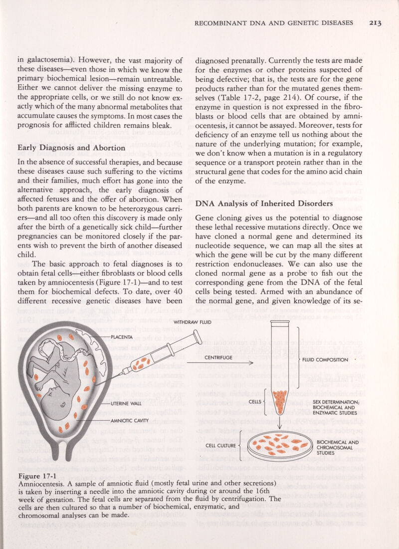RECOMBINANT DNA AND GENETIC DISEASES 213 in galactosemia). However, the vast majority of these diseases—even those in which we know the primary biochemical lesion—remain untreatable. Either we cannot deliver the missing enzyme to the appropriate cells, or we still do not know ex¬ actly which of the many abnormal metabolites that accumulate causes the symptoms. In most cases the prognosis for afflicted children remains bleak. Early Diagnosis and Abortion In the absence of successful therapies, and because these diseases cause such suffering to the victims and their families, much effort has gone into the alternative approach, the early diagnosis of affected fetuses and the offer of abortion. When both parents are known to be heterozygous carri¬ ers—and all too often this discovery is made only after the birth of a genetically sick child—further pregnancies can be monitored closely if the par¬ ents wish to prevent the birth of another diseased child. The basic approach to fetal diagnoses is to obtain fetal cells—either fibroblasts or blood cells taken by amniocentesis (Figure 17-1)—and to test them for biochemical defects. To date, over 40 different recessive genetic diseases have been diagnosed prenatally. Currently the tests are made for the enzymes or other proteins suspected of being defective; that is, the tests are for the gene products rather than for the mutated genes them¬ selves (Table 17-2, page 214). Of course, if the enzyme in question is not expressed in the fibro¬ blasts or blood cells that are obtained by amni¬ ocentesis, it cannot be assayed. Moreover, tests for deficiency of an enzyme tell us nothing about the nature of the underlying mutation; for example, we don't know when a mutation is in a regulatory sequence or a transport protein rather than in the structural gene that codes for the amino acid chain of the enzyme. DNA Analysis of Inherited Disorders Gene cloning gives us the potential to diagnose these lethal recessive mutations directly. Once we have cloned a normal gene and determined its nucleotide sequence, we can map all the sites at which the gene will be cut by the many different restriction endonucleases. We can also use the cloned normal gene as a probe to fish out the corresponding gene from the DNA of the fetal cells being tested. Armed with an abundance of the normal gene, and given knowledge of its se- WITHDRAW FLUID AMNIOTIC CAVITY CENTRIFUGE CELLS FLUID COMPOSITION CELL CULTURE SEX DETERMINATION; BIOCHEMICAL AND ENZYMATIC STUDIES BIOCHEMICAL AND CHROMOSOMAL STUDIES Figure 17-1 Amniocentesis. A sample of amniotic fluid (mostly fetal urine and other secretions) is taken by inserting a needle into the amniotic cavity during or around the I6th week of gestation. The fetal cells are separated from the fluid by centrifugation. The cells are then cultured so that a number of biochemical, enzymatic, and chromosomal analyses can be made.