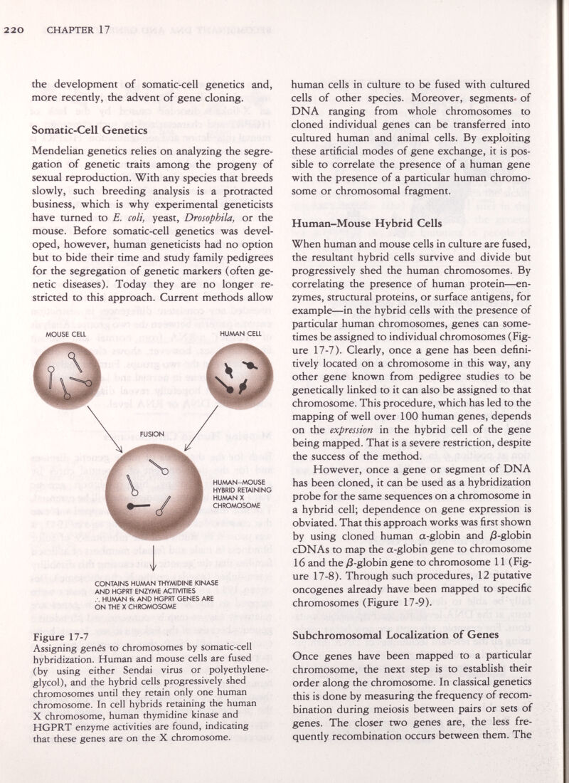 220 CHAPTER 17 the development of somatic-cell genetics and, more recently, the advent of gene cloning. Somatic-Cell Genetics Mendelian genetics relies on analyzing the segre¬ gation of genetic traits among the progeny of sexual reproduction. With any species that breeds slowly, such breeding analysis is a protracted business, which is why experimental geneticists have turned to E. coli, yeast, Drosophila, or the mouse. Before somatic-cell genetics was devel¬ oped, however, human geneticists had no option but to bide their time and study family pedigrees for the segregation of genetic markers (often ge¬ netic diseases). Today they are no longer re¬ stricted to this approach. Current methods allow MOUSE CELL HUMAN CELL CONTAINS HUMAN THYMIDINE KINASE AND HGPRT ENZYME ACTIVITIES HUAAAN tk AND HGPRT GENES ARE ON THE X CHROMOSOME Figure 17-7 Assigning gênés to chromosomes by somatic-cell hybridization. Human and mouse cells are fused (by using either Sendai virus or polyethylene- glycol), and the hybrid cells progressively shed chromosomes until they retain only one human chromosome. In cell hybrids retaining the human X chromosome, human thymidine kinase and HGPRT enzyme activities are found, indicating that these genes are on the X chromosome. human cells in culture to be fused with cultured cells of other species. Moreover, segments« of DNA ranging from whole chromosomes to cloned individual genes can be transferred into cultured human and animal cells. By exploiting these artificial modes of gene exchange, it is pos¬ sible to correlate the presence of a human gene with the presence of a particular human chromo¬ some or chromosomal fragment. Human-Mouse Hybrid Cells When human and mouse cells in culture are fused, the resultant hybrid cells survive and divide but progressively shed the human chromosomes. By correlating the presence of human protein—en¬ zymes, structural proteins, or surface antigens, for example—in the hybrid cells with the presence of particular human chromosomes, genes can some¬ times be assigned to individual chromosomes (Fig¬ ure 17-7). Clearly, once a gene has been defini¬ tively located on a chromosome in this way, any other gene known from pedigree studies to be genetically linked to it can also be assigned to that chromosome. This procedure, which has led to the mapping of well over 100 human genes, depends on the expression in the hybrid cell of the gene being mapped. That is a severe restriction, despite the success of the method. However, once a gene or segment of DNA has been cloned, it can be used as a hybridization probe for the same sequences on a chromosome in a hybrid cell; dependence on gene expression is obviated. That this approach works was first shown by using cloned human a-globin and Д-globin cDNAs to map the a-globin gene to chromosome 16 and the y8-globin gene to chromosome 11 (Fig¬ ure 17-8). Through such procedures, 12 putative oncogenes already have been mapped to specific chromosomes (Figure 17-9). Subchromosomal Localization of Genes Once genes have been mapped to a particular chromosome, the next step is to establish their order along the chromosome. In classical genetics this is done by measuring the frequency of recom¬ bination during meiosis between pairs or sets of genes. The closer two genes are, the less fre¬ quently recombination occurs between them. The