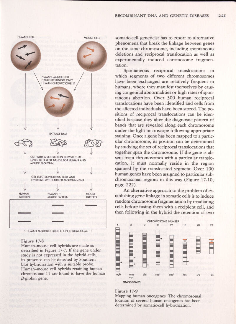 RECOMBINANT DNA AND GENETIC DISEASES 221 HUAAAN CELL MOUSE CELL HUMAN-MOUSE CELL HYBRID RETAINING ONLY HU/AAN CHROMOSOME 11 i I CUT WITH A RESTRICTION ENZYME THAT GIVES DIFFERENT BANDS FOR HUAAAN AND MOUSE ß-GLOBIN 1 i 1 GEL ELECTROPHORESIS; BLOT AND HYBRIDIZE WITH LABELED ;0-GLOBIN cDNA HUMAN ;S-GLOBIN GENE IS ON CHROMOSOME 11 Figure 17-8 Human-mouse cell hybrids are made as described in Figure 17-7. If the gene under Study is not expressed in the hybrid cells, its presence can be detected by Southern blot hybridization with a suitable probe. Human-mouse cell hybrids retaining human chromosome 11 are found to have the human ;8-globin gene. somatic-cell geneticist has to resort to alternative phenomena that break the linkage between genes on the same chromosome, including spontaneous deletions and reciprocal translocation as well as experimentally induced chromosome fragmen¬ tation. Spontaneous reciprocal translocations in which segments of two different chromosomes have been exchanged are relatively frequent in humans, where they manifest themselves by caus¬ ing congenital abnormalities or high rates of spon¬ taneous abortion. Over 300 human reciprocal translocations have been identified and cells from the affected individuals have been stored. The po¬ sitions of reciprocal translocations can be iden¬ tified because they alter the diagnostic pattern of bands that are revealed along each chromosome under the light microscope following appropriate staining. Once a gene has been mapped to a partic¬ ular chromosome, its position can be determined by studying the set of reciprocal translocations that together span the chromosome. If the gene is ab¬ sent from chromosomes with a particular translo¬ cation, it must normally reside in the region spanned by the translocated segment. Over 100 human genes have been assigned to particular sub- chromosomal regions in this way (Figure 17-10, page 222). An alternative approach to the problem of es¬ tablishing gene linkage in somatic cells is to induce random chromosome fragmentation by irradiating cells before fusing them with a recipient cell, and then following in the hybrid the retention of two CHROMOSOME NUMBER 9 11 12 15 20 22 mos myc ONCOGENES abl fes Figure 17-9 Mapping human oncogenes. The chromosomal location of several human oncogenes has been determined by somatic-cell hybridization.