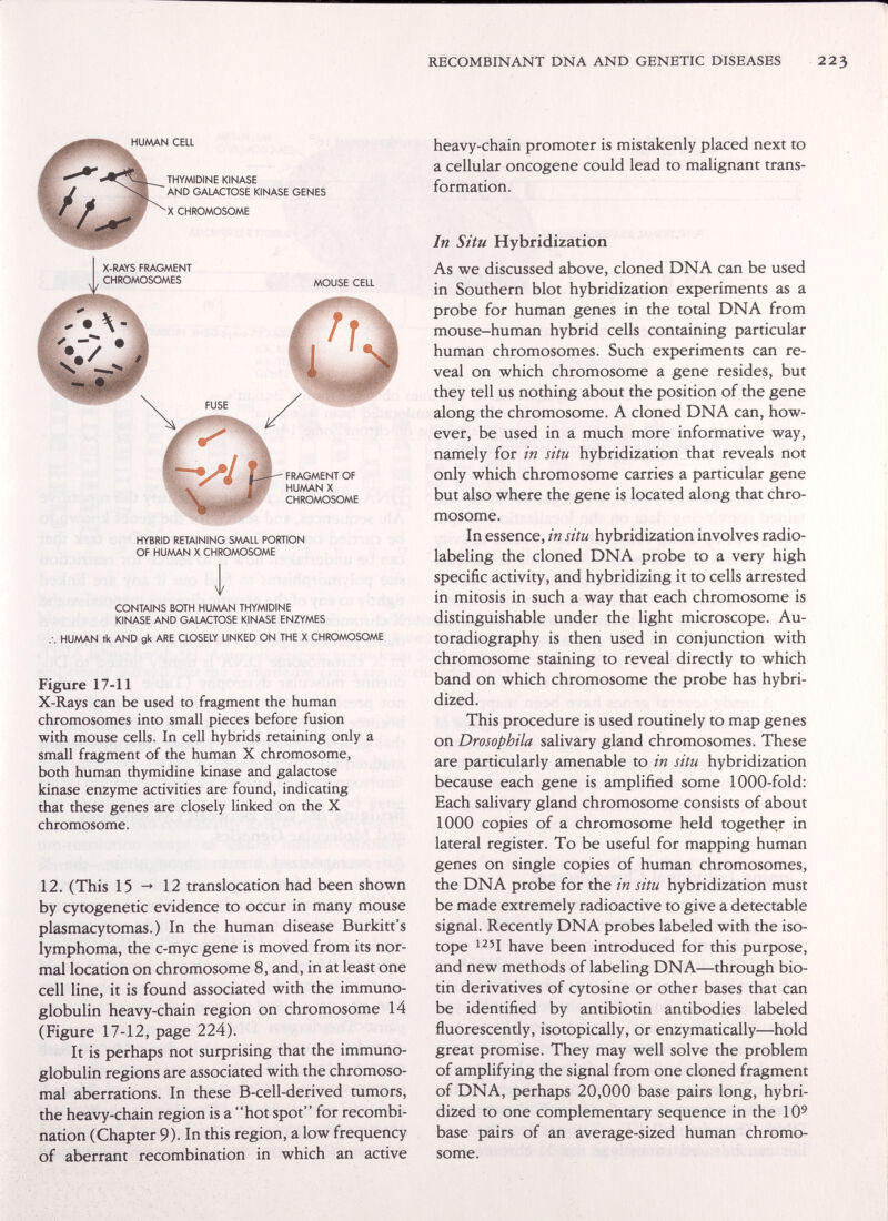 RECOMBINANT DNA AND GENETIC DISEASES 223 HUAAAN CELL THYMIDINE KINASE AND GALACTOSE KINASE GENES X CHROMOSOME HYBRID RETAINING SMALL PORTION OF HUMAN X CHROMOSOME V CONTAINS BOTH HUMAN THYMIDINE KINASE AND GALACTOSE KINASE ENZYMES HUMAN tk AND gk ARE CLOSELY LINKED ON THE X CHROMOSOME Figure 17-11 X-Rays can be used to fragment the human chromosomes into small pieces before fusion with mouse cells. In cell hybrids retaining only a small fragment of the human X chromosome, both human thymidine kinase and galactose kinase enzyme activities are found, indicating that these genes are closely linked on the X chromosome. 12. (This 15 12 translocation had been shown by cytogenetic evidence to occur in many mouse plasmacytomas.) In the human disease Burkitt's lymphoma, the c-myc gene is moved from its nor¬ mal location on chromosome 8, and, in at least one cell line, it is found associated with the immuno¬ globulin heavy-chain region on chromosome 14 (Figure 17-12, page 224). It is perhaps not surprising that the immuno¬ globulin regions are associated with the chromoso¬ mal aberrations. In these B-cell-derived tumors, the heavy-chain region is a hot spot for recombi¬ nation (Chapter 9). In this region, a low frequency of aberrant recombination in which an active heavy-chain promoter is mistakenly placed next to a cellular oncogene could lead to malignant trans¬ formation. In Situ Hybridization As we discussed above, cloned DNA can be used in Southern blot hybridization experiments as a probe for human genes in the total DNA from mouse-human hybrid cells containing particular human chromosomes. Such experiments can re¬ veal on which chromosome a gene resides, but they tell us nothing about the position of the gene along the chromosome. A cloned DNA can, how¬ ever, be used in a much more informative way, namely for in situ hybridization that reveals not only which chromosome carries a particular gene but also where the gene is located along that chro¬ mosome. In essence, in situ hybridization involves radio- labeling the cloned DNA probe to a very high specific activity, and hybridizing it to cells arrested in mitosis in such a way that each chromosome is distinguishable under the light microscope. Au¬ toradiography is then used in conjunction with chromosome staining to reveal directly to which band on which chromosome the probe has hybri¬ dized. This procedure is used routinely to map genes on Drosophila salivary gland chromosomes. These are particularly amenable to in situ hybridization because each gene is amplified some 1000-fold: Each salivary gland chromosome consists of about 1000 copies of a chromosome held together in lateral register. To be useful for mapping human genes on single copies of human chromosomes, the DNA probe for the in situ hybridization must be made extremely radioactive to give a detectable signal. Recently DNA probes labeled with the iso¬ tope i^'I have been introduced for this purpose, and new methods of labeling DNA—through bio- tin derivatives of cytosine or other bases that can be identified by antibiotin antibodies labeled fluorescently, isotopically, or enzymatically—hold great promise. They may well solve the problem of amplifying the signal from one cloned fragment of DNA, perhaps 20,000 base pairs long, hybri¬ dized to one complementary sequence in the 10' base pairs of an average-sized human chromo¬ some.