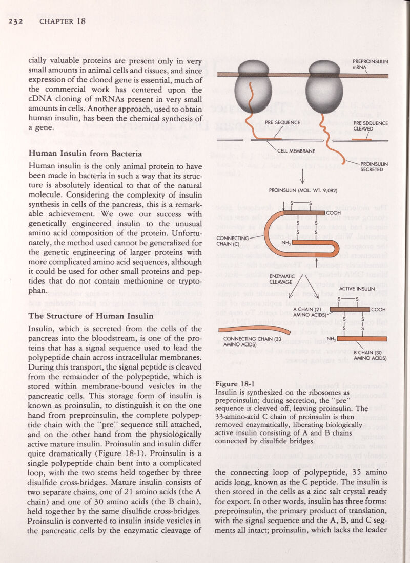 232 CHAPTER 18 cially valuable proteins are present only in very small amounts in animal cells and tissues, and since expression of the cloned gene is essential, much of the commercial work has centered upon the cDNA cloning of mRNAs present in very small amounts in cells. Another approach, used to obtain human insulin, has been the chemical synthesis of a gene. Human Insulin from Bacteria Human insulin is the only animal protein to have been made in bacteria in such a way that its struc¬ ture is absolutely identical to that of the natural molecule. Considering the complexity of insulin synthesis in cells of the pancreas, this is a remark¬ able achievement. We owe our success with genetically engineered insulin to the unusual amino acid composition of the protein. Unfortu¬ nately, the method used cannot be generalized for the genetic engineering of larger proteins with more complicated amino acid sequences, although it could be used for other small proteins and pep¬ tides that do not contain methionine or trypto¬ phan. The Structure of Human Insulin Insulin, which is secreted from the cells of the pancreas into the bloodstream, is one of the pro¬ teins that has a signal sequence used to lead the polypeptide chain across intracellular membranes. During this transport, the signal peptide is cleaved from the remainder of the polypeptide, which is stored within membrane-bound vesicles in the pancreatic cells. This storage form of insulin is known as proinsulin, to distinguish it on the one hand from preproinsulin, the complete polypep¬ tide chain with the pre sequence still attached, and on the other hand from the physiologically active mature insulin. Proinsulin and insulin differ quite dramatically (Figure 18-1). Proinsulin is a single polypeptide chain bent into a complicated loop, with the two stems held together by three disulfide cross-bridges. Mature insulin consists of two separate chains, one of 21 amino acids (the A chain) and one of 30 amino acids (the В chain), held together by the same disulfide cross-bridges. Proinsulin is converted to insulin inside vesicles in the pancreatic cells by the enzymatic cleavage of PREPROINSULIN mRNA \ PROINSULIN (MOL. WT. 9,082) S S I GOGH CONNECTING CHAIN (C) COOH CONNECTING CHAIN (33 AMINO ACIDS) В CHAIN (30 AMINO ACIDS) Figure 18-1 Insulin is synthesized on the ribosomes as preproinsulin; during secretion, the pre sequence is cleaved off, leaving proinsulin. The 33-amino-acid С chain of proinsulin is then removed enzymatically, liberating biologically active insulin consisting of A and В chains connected by disulfide bridges. the connecting loop of polypeptide, 35 amino acids long, known as the С peptide. The insulin is then stored in the cells as a zinc salt crystal ready for export. In other words, insulin has three forms: preproinsulin, the primary product of translation, with the signal sequence and the A, B, and С seg¬ ments all intact; proinsulin, which lacks the leader