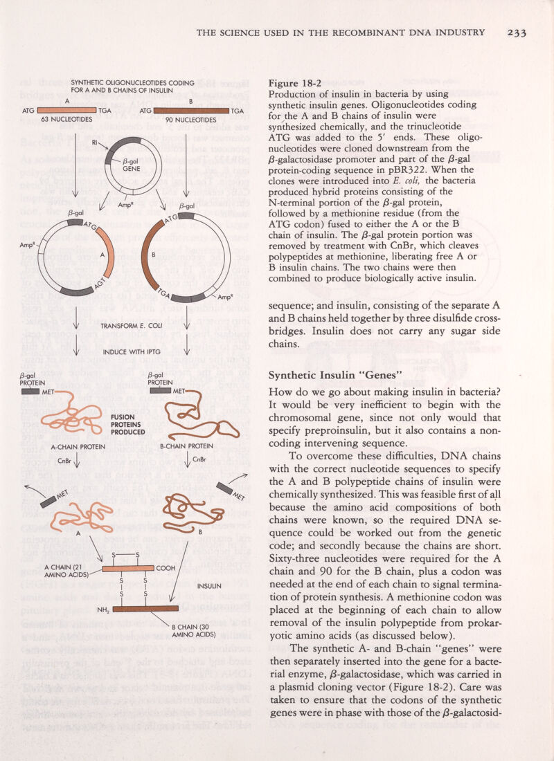 THE SCIENCE USED IN THE RECOMBINANT DNA INDUSTRY 233 SYNTHETIC OLIGONUCLEOTIDES CODING FOR A AND В CHAINS OF INSULIN A В ATG В^ШЁЁЁЁШвШ TGA ATG TGA 63 NUCLEOTIDES 90 NUCLEOTIDES Amp* Amp Figure 18-2 Production of insulin in bacteria by using synthetic insulin genes. Oligonucleotides coding for the A and В chains of insulin were synthesized chemically, and the trinucleotide ATG was added to the 5' ends. These oligo¬ nucleotides were cloned downstream from the /8-galactosidase promoter and part of the ß-ga\ protein-coding sequence in pBR322. When the clones were introduced into E. coli, the bacteria produced hybrid proteins consisting of the N-terminal portion of the /8-gal protein, followed by a methionine residue (from the ATG codon) fused to either the A or the В chain of insulin. The ;8-gal protein portion was removed by treatment with CnBr, which cleaves polypeptides at methionine, liberating free A or В insulin chains. The two chains were then combined to produce biologically active insulin. sequence; and insulin, consisting of the separate A and В chains held together by three disulfide cross- bridges. Insulin does not carry any sugar side chains. ^-gal PROTEIN /3-gal PROTEIN I MET- Ш Mhl—^ A CHAIN (21 AMINO ACIDS) INSULIN В CHAIN (30 AMINO ACIDS) Synthetic Insulin Genes How do we go about making insulin in bacteria? It would be very inefficient to begin with the chromosomal gene, since not only would that specify preproinsulin, but it also contains a non- coding intervening sequence. To overcome these difficulties, DNA chains with the correct nucleotide sequences to specify the A and В polypeptide chains of insulin were chemically synthesized. This was feasible first of all because the amino acid compositions of both chains were known, so the required DNA se¬ quence could be worked out from the genetic code; and secondly because the chains are short. Sixty-three nucleotides were required for the A chain and 90 for the В chain, plus a codon was needed at the end of each chain to signal termina¬ tion of protein synthesis. A methionine codon was placed at the beginning of each chain to allow removal of the insulin polypeptide from prokar- yotic amino acids (as discussed below). The synthetic A- and B-chain genes were then separately inserted into the gene for a bacte¬ rial enzyme, yS-galactosidase, which was carried in a plasmid cloning vector (Figure 18-2). Care was taken to ensure that the codons of the synthetic genes were in phase with those of the yS-galactosid-