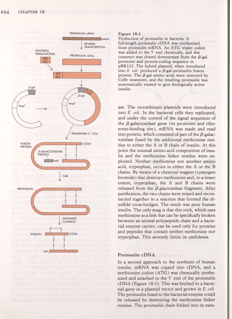 234 CHAPTER 18 PROINSULIN mRNA lAAAA SYNTHETIC TRINUCLEOTIDE REVERSE TRANSCRIPTION V PROINSULIN cDNA INSULIN Figure 18-3 Production of proinsulin in bacteria. A full-length proinsulin cDNA was synthesized from proinsulin mRNA. An ATG triplet codon was added to the 5' end chemically, and this construct was cloned downstream from the ^S-gai promoter and protein-coding sequence in pBR322. The hybrid plasmid, when introduced into E. coli, produced a yS-gal-proinsulin fusion protein. The /3-gal amino acids were removed by CnBr treatment, and the resulting proinsulin was enzymatically treated to give biologically active insulin. ase. The recombinant plasmids were introduced into E. coli. In the bacterial cells they replicated, and under the control of the signal sequences of the yS-galactosidase gene (its promoter and ribo- some-binding site), mRNA was made and read into protein, which consisted of part of the )3-galac- tosidase fused by the additional methionine resi¬ due to either the A or В chain of insulin. At this point the unusual amino acid composition of insu¬ lin and the methionine linker residue were ex¬ ploited. Neither methionine nor another amino acid, tryptophan, occurs in either the A or the В chains. By means of a chemical reagent (cyanogen bromide) that destroys methionine and, to a lesser extent, tryptophan, the A and В chains were released from the ;8-glactosidase fragment. After purification, the two chains were mixed and recon¬ nected together in a reaction that formed the di¬ sulfide cross-bridges. The result was pure human insulin. The only snag is that this trick, which uses methionine as a link that can be specifically broken between an animal polypeptide chain and a bacte¬ rial enzyme carrier, can be used only for proteins and peptides that contain neither methionine nor tryptophan. This severely limits its usefulness. Proinsulin cDNA In a second approach to the synthesis of human insulin, mRNA was copied into cDNA, and a methionine codon (ATG) was chemically synthe¬ sized and attached to the 5' end of the proinsulin cDNA (Figure 18-3). This was hitched to a bacte¬ rial gene in a plasmid vector and grown in E. coli. The proinsulin fused to the bacterial enzyme could be released by destroying the methionine linker residue. The proinsulin chain folded into its natu-