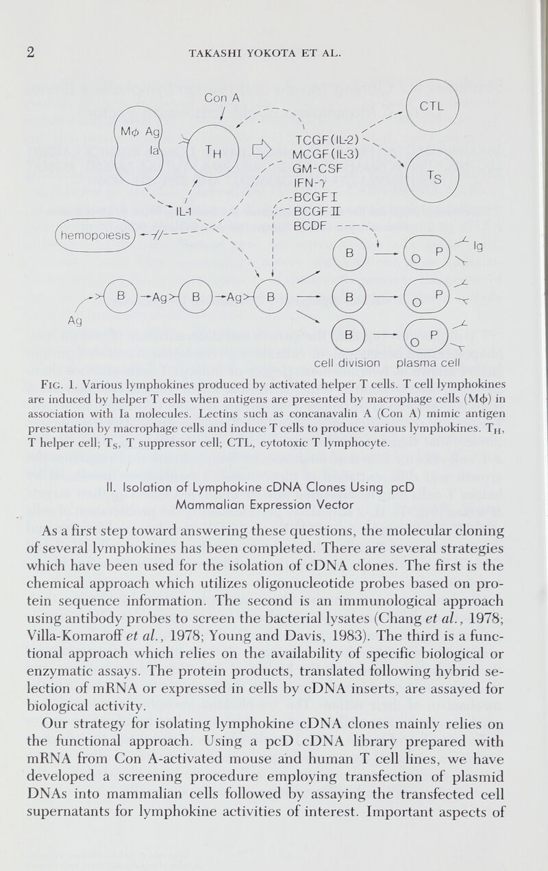 2 TAKASHI YOKOTA ET AL. cell division plasma cell Fig. 1. Various lymphokines produced by activated helper Т cells. Т cell lymphokines are induced by helper T cells when antigens are presented by macrophage cells (Мф) in association with la molecules. Lectins such as concanavalin A (Con A) mimic antigen presentation by macrophage cells and induce T cells to produce various lymphokines. Тн, T helper cell; Tg, T suppressor cell; CTL, cytotoxic T lymphocyte. II. Isolation of Lymphokine cDNA Clones Using pcD Mammalian Expression Vector As a first step toward answering these questions, the molecular cloning of several lymphokines has been completed. There are several strategies which have been used for the isolation of cDNA clones. The first is the chemical approach which utilizes oligonucleotide probes based on pro¬ tein sequence information. The second is an immunological approach using antibody probes to screen the bacterial lysates (Chang et al., 1978; Villa-Komaroff et al., 1978; Young and Davis, 1983). The third is a func¬ tional approach which relies on the availability of specific biological or enzymatic assays. The protein products, translated following hybrid se¬ lection of mRNA or expressed in cells by cDNA inserts, are assayed for biological activity. Our strategy for isolating lymphokine cDNA clones mainly relies on the functional approach. Using a pcD cDNA library prepared with mRNA from Con A-activated mouse and human T cell lines, we have developed a screening procedure employing transfection of plasmid DNAs into mammalian cells followed by assaying the transfected cell supernatants for lymphokine activities of interest. Important aspects of