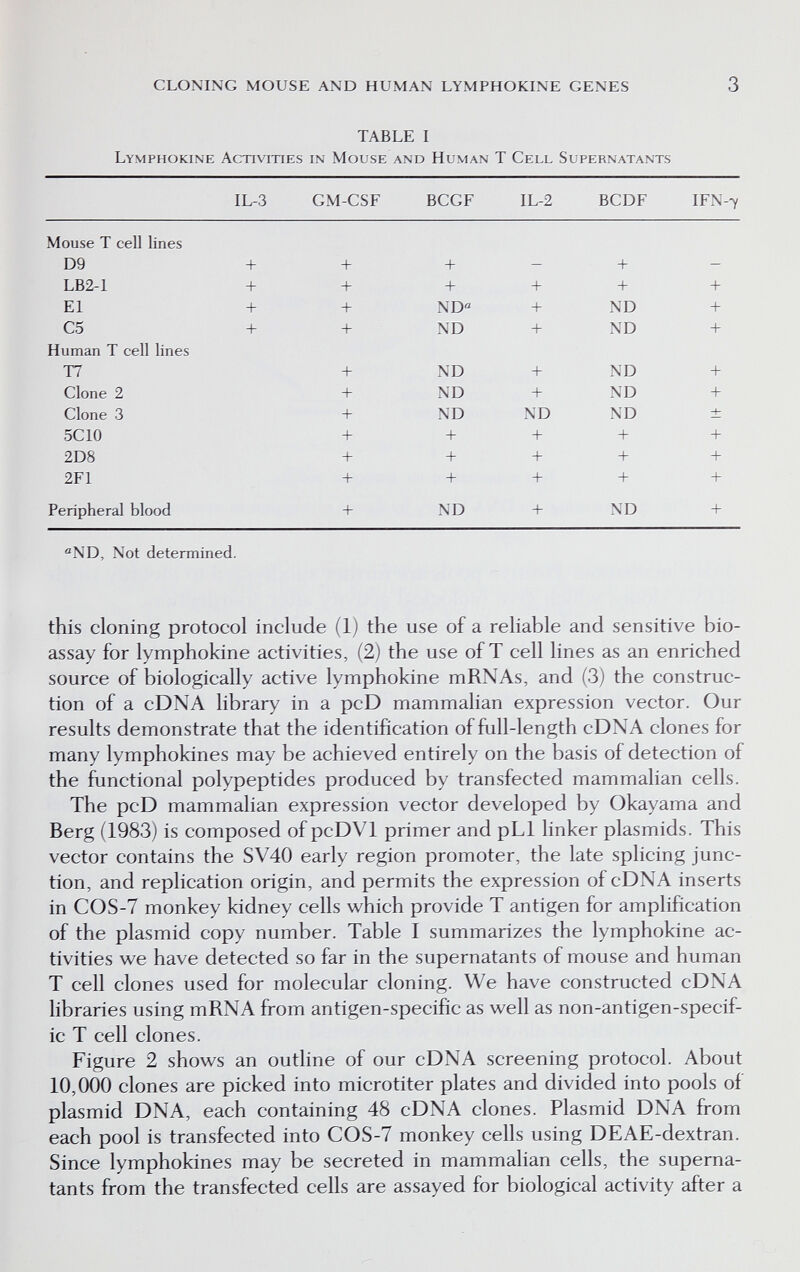 CLONING MOUSE AND HUMAN LYMPHOKINE GENES 3 TABLE I Lymphokine Activities in Mouse and Human T Cell Supernatants IL-3 GM-CSF BCGF IL-2 BCDF IFN-^ Mouse T cell lines ''ND, Not determined. this cloning protocol include (1) the use of a reliable and sensitive bio- assay for lymphokine activities, (2) the use of T cell lines as an enriched source of biologically active lymphokine mRNAs, and (3) the construc¬ tion of a cDNA library in a pcD mammaHan expression vector. Our results demonstrate that the identification of full-length cDNA clones for many lymphokines may be achieved entirely on the basis of detection of the functional polypeptides produced by transfected mammalian cells. The pcD mammalian expression vector developed by Okayama and Berg (1983) is composed of pcDVl primer and pLl linker plasmids. This vector contains the SV40 early region promoter, the late sphcing junc¬ tion, and replication origin, and permits the expression of cDNA inserts in COS-7 monkey kidney cells which provide T antigen for amplification of the plasmid copy number. Table I summarizes the lymphokine ac¬ tivities we have detected so far in the supernatants of mouse and human T cell clones used for molecular cloning. We have constructed cDNA libraries using mRNA from antigen-specific as well as non-antigen-specif¬ ic T cell clones. Figure 2 shows an outline of our cDNA screening protocol. About 10,000 clones are picked into microtiter plates and divided into pools of plasmid DNA, each containing 48 cDNA clones. Plasmid DNA from each pool is transfected into COS-7 monkey cells using DEAE-dextran. Since lymphokines may be secreted in mammaHan cells, the superna¬ tants from the transfected cells are assayed for biological activity after a