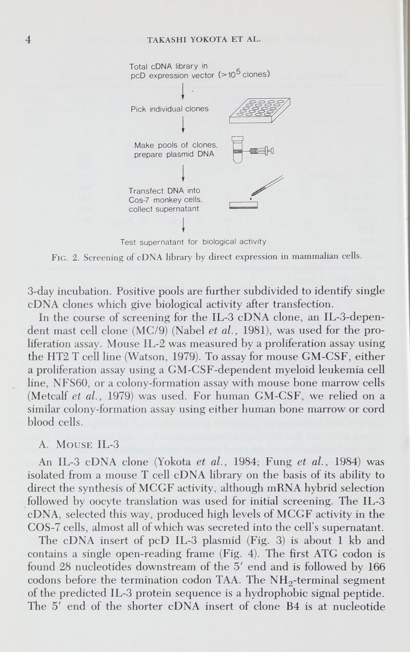 4 takashi yokota et al. Total cDNA library in pcD expression vector (>10 clones) 1 ■ Pick individual clones i Make pools of clones prepare plasmid DNA 1 Transfect DNA into Cos-7 monkey cells, collect supernatant I Test supernatant for biological activity Fig. 2. Screening of cDNA library by direct expression in mamnnalian cells. 3-day incubation. Positive pools are further subdivided to identify single cDNA clones which give biological activity after transfection. In the course of screening for the IL-3 cDNA clone, an IL-3-depen- dent mast cell clone (MC/9) (Nabel et al., 1981), was used for the pro¬ liferation assay. Mouse IL-2 was measured by a proliferation assay using the HT2 T cell line (Watson, 1979). To assay for mouse GM-CSF, either a proliferation assay using a GM-CSF-dependent myeloid leukemia cell line, NFS60, or a colony-formation assay with mouse bone marrow cells (Metcalf et al., 1979) was used. For human GM-CSF, we relied on a similar colony-formation assay using either human bone marrow or cord blood cells. A. Mouse IL-3 An IL-3 cDNA clone (Yokota et al., 1984; Fung et al., 1984) was isolated from a mouse T cell cDNA library on the basis of its ability to direct the synthesis of MCGF activity, although mRNA hybrid selection followed by oocyte translation was used for initial screening. The IL-3 cDNA, selected this way, produced high levels of MCGF activity in the COS-7 cells, almost all of which was secreted into the cell's supernatant. The cDNA insert of pcD IL-3 plasmid (Fig. 3) is about 1 kb and contains a single open-reading frame (Fig. 4). The first ATG codon is found 28 nucleotides downstream of the 5' end and is followed by 166 codons before the termination codon TAA. The NH2-terminal segment of the predicted IL-3 protein sequence is a hydrophobic signal peptide. The 5' end of the shorter cDNA insert of clone B4 is at nucleotide