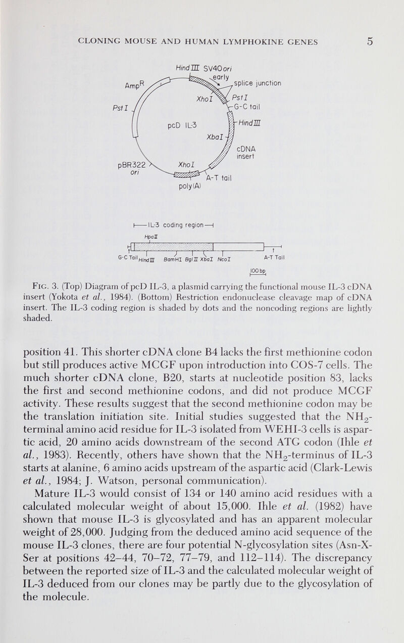 CLONING MOUSE AND HUMAN LYMPHOKINE GENES 5 HindTE SV40 or/ ^^^„^splice junction Pstl -G-C tail cDNA insert Hindm poly (A) I ll-3 coding region HpaU A-T Tail .100 bp. Fig. 3. (Top) Diagram of pcD IL-3, a plasmici carrying the functional mouse IL-3 cDNA insert (Yokota et al., 1984). (Bottom) Restriction endonuclease cleavage map of cDNA insert. The IL-3 coding region is shaded by dots and the noncoding regions are lightly shaded. position 41. This shorter cDNA clone B4 lacks the first methionine codon but still produces active MCGF upon introduction into COS-7 cells. The much shorter cDNA clone, B20, starts at nucleotide position 83, lacks the first and second methionine codons, and did not produce MCGF activity. These results suggest that the second methionine codon may be the translation initiation site. Initial studies suggested that the NH2- terminal amino acid residue for IL-3 isolated from WEHI-3 cells is aspar- tic acid, 20 amino acids dov^nstream of the second ATG codon (Ihle et al., 1983). Recently, others have shown that the NHg-terminus of IL-3 starts at alanine, 6 amino acids upstream of the aspartic acid (Clark-Lewis et al., 1984; J. Watson, personal communication). Mature IL-3 would consist of 134 or 140 amino acid residues with a calculated molecular weight of about 15,000. Ihle et al. (1982) have shown that mouse IL-3 is glycosylated and has an apparent molecular weight of 28,000. Judging from the deduced amino acid sequence of the mouse IL-3 clones, there are four potential N-glycosylation sites (Asn-X- Ser at positions 42—44, 70-72, 77—79, and 112-114). The discrepancy between the reported size of IL-3 and the calculated molecular weight of IL-3 deduced from our clones may be partly due to the glycosylation of the molecule.