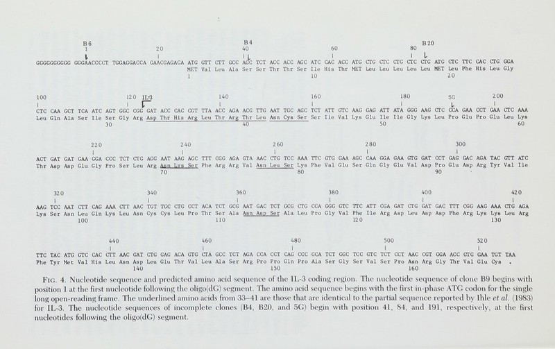 в 6 в 4 В 20 1 20 40 60 80 i. I IL I It GGGGGGGGGG GGGAACCCCT TGGAGGACCA GAACGAGACA ATG GTT GTT GCC AGG ТОТ AGG AGG AGG ATG GAG AGG ATG GTG GTG CTG CTG CTG ATG CTG TTC GAG CTG GGA MET Val Leu Ala Ser Ser Thr Thr Ser Ile His Thr MET Leu Leu Leu Leu Leu MET Leu Phe His Leu Gly 1 10 20 100 120 IL-3 lAO 160 180 sq 200 I I I I I I' ' GTC CAA GCT TCA АТС AGT GGC CGG GAT AGG CAC CGT TTA ACC AGA AGG TTG AAT TGC AGG TGT ATT GTC AAG GAG ATT ATA GGG AAG CTC CCA GAA CGT GAA GTG AAA Leu Gin Ala Ser Ile Ser Gly Arg Asp Thr His Arg Leu Thr Arg Thr Leu Asn Gys Ser Ser Ile Val Lys Glu Ile Ile Gly Lys Leu Pro Glu Pro Glu Leu Lys 30 40 50 60 220 240 260 280 300 I I I I I AGT GAT GAT GAA GGA CGG TGT CTG AGG AAT AAG AGG TTT CGG AGA GTA AAC CTG ТСС AAA TTC GTG GAA AGG GAA GGA GAA GTG GAT GCT GAG GAC AGA TAC GTT АТС Thr Asp Asp Glu Gly Pro Ser Leu Arg Asn Lvs Ser Phe Arg Arg Val Asn Leu Ser Lys Phe Val Glu Ser Gin Gly Glu Val Asp Pro Glu Asp Arg Туг Val Ile 70 80 90 • 32 0 340 3 60 380 40 0 420 I I I I I I AAG TGC AAT GTT GAG AAA CTT AAC TGT TGC CTG CCT AGA TGT GGG AAT GAC TGT GCG CTG CCA GGG GTC TTC ATT CGA GAT GTG GAT GAG TTT GGG AAG AAA GTG AGA Lys Ser Asn Leu Gin Lys Leu Asn Gys Gys Leu Pro Thr Ser Ala Asn Asp Ser Ala Leu Pro Gly Val Phe Ile Arg Asp Leu Asp Asp Phe Arg Lys Lys Leu Arg 100 110 120 130 440 460 480 500 520 I I I I I TTC TAG ATG GTG CAC CTT AAC GAT GTG GAG AGA GTG СТА GCC TGT AGA CCA CCT GAG CGC GCA TGT GGC TGC GTC TGT CCT AAC CGT GGA ACC GTG GAA TGT TAA Phe Tyr Met Val His Leu Asn Asp Leu Glu Thr Val Leu Ala Ser Arg Pro Pro Gin Pro Ala Ser Gly Ser Val Ser Pro Asn Arg Gly Thr Val Glu Cys 140 150 160 Fic. 4. Nuclc4)tide seqiuMiœ and prodicttHl aniiiio acid stHjutMice oí the IL-3 coding region. The nucleotide set^uence oí clone B9 begins with position 1 at the iirst nucleotide following the oligo(dC) segment. The amino acid se(iuence begins with the iirst in-phase ATG codon for the single long open-reading frame. The und(M lined amino acids from 33-41 are those that are identical to the partial se(|uence reported b>' Ihle ct al. (1983) for ÏL-3. The nucleotide scìjucmiccvs of incomplete clones (B4, B2(), and 5(i) begin with position 41, 84, and 191, rc\specti\ely, at the iirst nucleotides following the oligo(dG) .segnuMit.