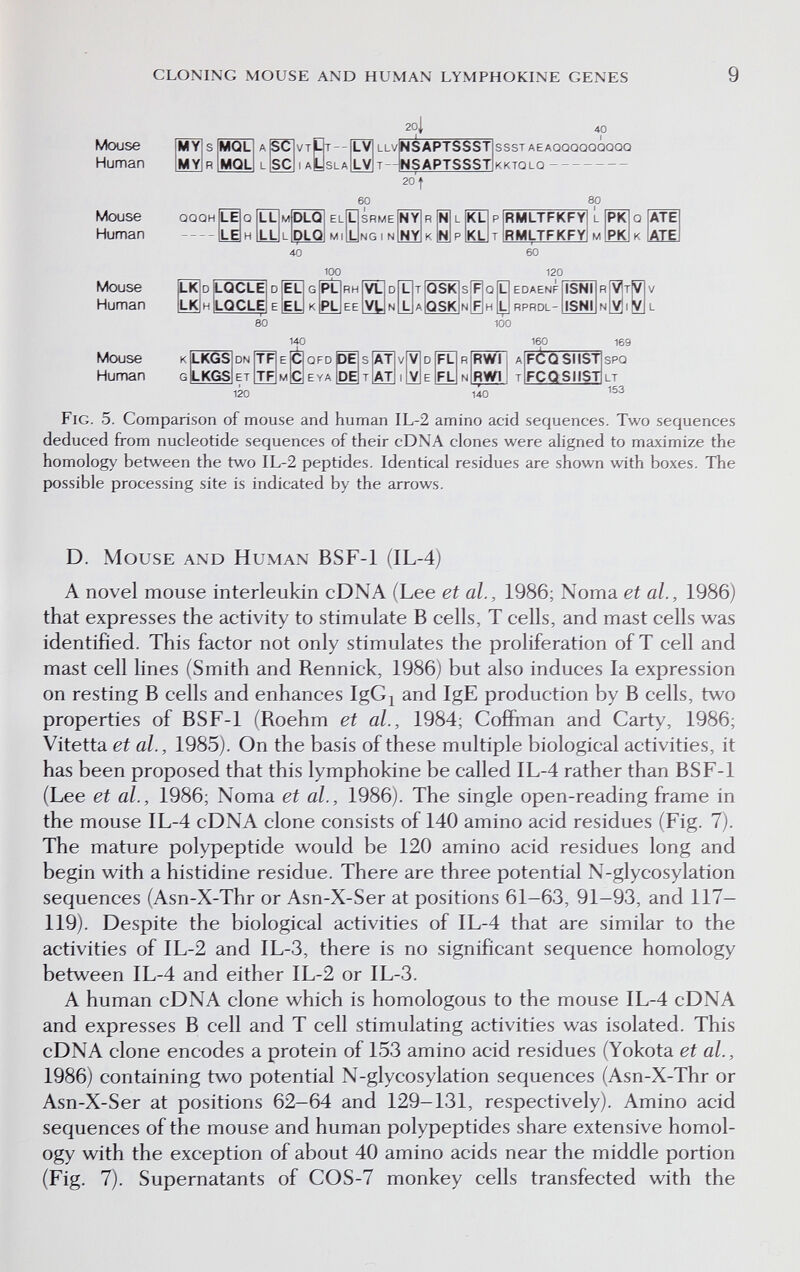 cloning mouse and human lymphokine genes 9 Mouse Human llv t- 1 2o| i- SAPTSSST SAPTSSST 20 I 60 40 ssst aeaqqqqqqqqq kktqlq  80 40 60 100 120 80 100 140 160 120 140 169 spq lt 153 Fig. 5. Comparison of mouse and human IL-2 amino acid sequences. Two sequences deduced from nucleotide sequences of their cDNA clones were aligned to maximize the homology between the two IL-2 peptides. Identical residues are shown with boxes. The possible processing site is indicated by the arrows. D. Mouse and Human BSF-1 (IL-4) A novel mouse interleukin cDNA (Lee et al., 1986; Noma et al., 1986) that expresses the activity to stimulate В cells, T cells, and mast cells was identified. This factor not only stimulates the proliferation of T cell and mast cell lines (Smith and Rennick, 1986) but also induces la expression on resting В cells and enhances IgGj and IgE production by В cells, two properties of BSF-1 (Roehm et al., 1984; Cofíman and Carty, 1986; Vitetta et al., 1985). On the basis of these multiple biological activities, it has been proposed that this lymphokine be called IL-4 rather than BSF-1 (Lee et al., 1986; Noma et al., 1986). The single open-reading frame in the mouse IL-4 cDNA clone consists of 140 amino acid residues (Fig. 7). The mature polypeptide would be 120 amino acid residues long and begin with a histidine residue. There are three potential N-glycosylation sequences (Asn-X-Thr or Asn-X-Ser at positions 61-63, 91-93, and 117— 119). Despite the biological activities of IL-4 that are similar to the activities of IL-2 and IL-3, there is no significant sequence homology between IL-4 and either IL-2 or IL-3. A human cDNA clone which is homologous to the mouse IL-4 cDNA and expresses В cell and T cell stimulating activities was isolated. This cDNA clone encodes a protein of 153 amino acid residues (Yokota et al., 1986) containing two potential N-glycosylation sequences (Asn-X-Thr or Asn-X-Ser at positions 62-64 and 129-131, respectively). Amino acid sequences of the mouse and human polypeptides share extensive homol¬ ogy with the exception of about 40 amino acids near the middle portion (Fig. 7), Supematants of COS-7 monkey cells transfected with the