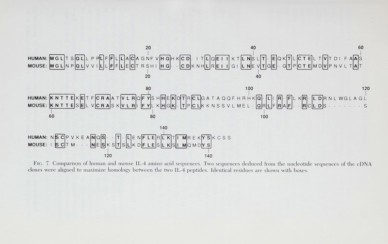 20 40 60 HUMAN: MOUSE: I 20 80 40 HUMAN: MOUSE: 100 I GATAQQFHRHK KKNSSVLMEL- 120 I RNLWGLAGL S S 60 80 100 140 К S Т S L К D К С S S 120 140 Fig. 7. Comparison of human and mouse IL-4 amino acid sequences. Two sequences deduced from the nucleotide sequences of the cDNA clones were aligned to maximize homology between the two IL-4 peptides. Identical residues ai'e shown with boxes.