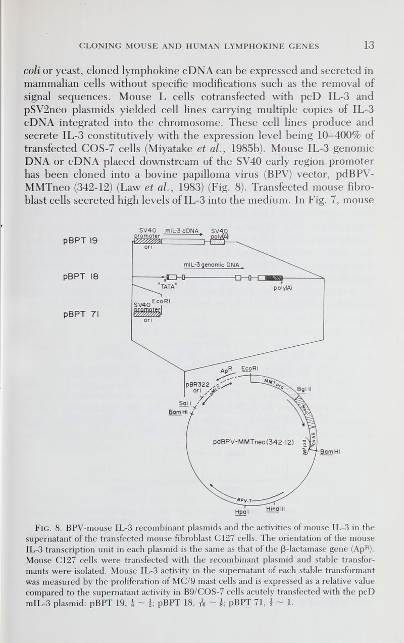 CLONING MOUSE AND HUMAN LYMPHOKINE GENES 13 coli or yeast, cloned lymphokine cDNA can be expressed and secreted in mammalian cells without specific modifications such as the removal of signal sequences. Mouse L cells cotransfected with pcD IL-3 and pSV2neo plasmids yielded cell lines carrying multiple copies of IL-3 cDNA integrated into the chromosome. These cell lines produce and secrete IL-3 constitutively with the expression level being 10-400% of transfected COS-7 cells (Miyatake et al., 1985b). Mouse IL-3 genomic DNA or cDNA placed downstream of the SV40 early region promoter has been cloned into a bovine papilloma virus (BPV) vector, pdBPV- MMTneo (342-12) (Law et al., 1983) (Fig. 8). Transfected mouse fibro¬ blast cells secreted high levels of IL-3 into the medium. In Fig. 7, mouse IL-3 transcription unit in each plasmid is the same as that of the ß-lactamase gene (Ap^). Mouse С127 cells were transfected with the recombinant plasmid and stable transfor¬ mants were isolated. Mouse IL-3 activity in the supernatant of each stable transformant was measured by the proliferation of MC/9 mast cells and is expressed as a relative value compared to the supernatant activity in B9/COS-7 cells acutely transfected with the pcD mIL-3 plasmid: pBPT 19, è ^ 1; pBPT 18, ~ è; pBPT 71, è ~ 1.