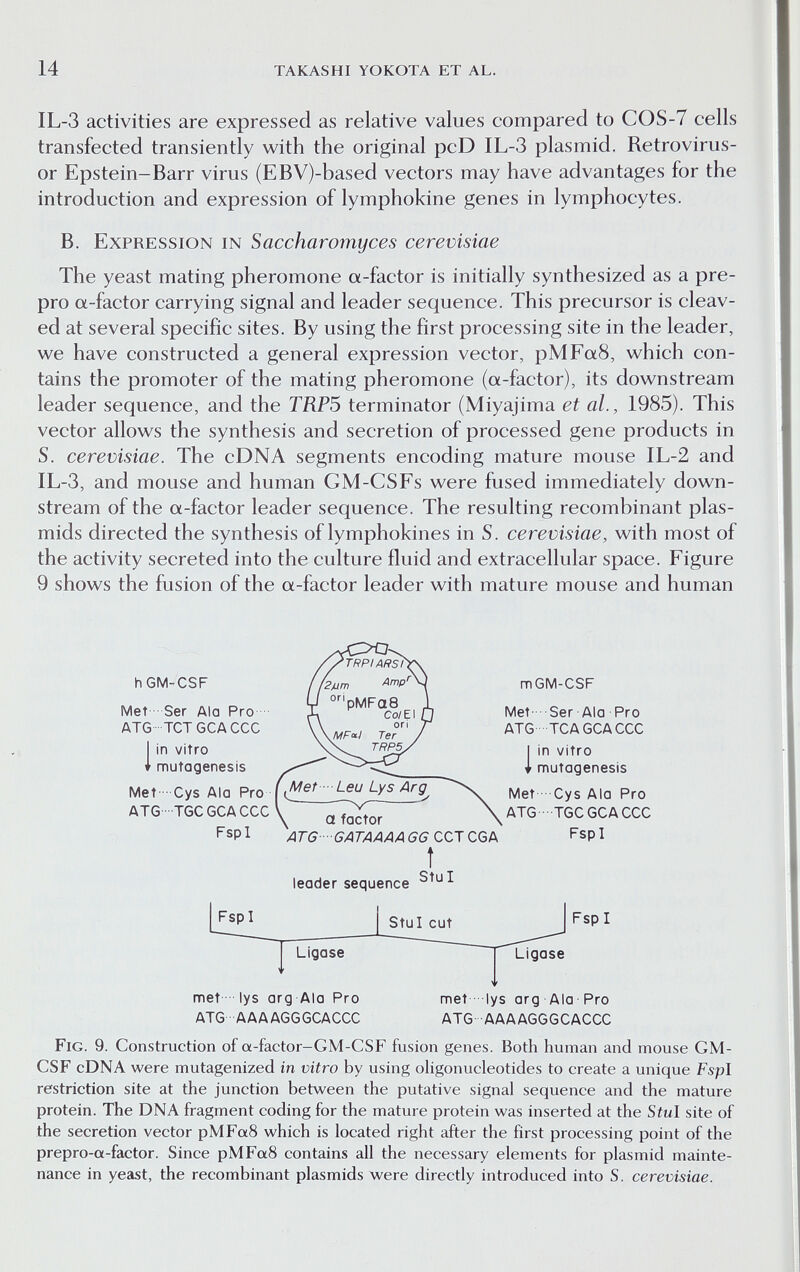 14 takashi yokota et al. IL-3 activities are expressed as relative values compared to COS-7 cells transfected transiently with the original pcD IL-3 plasmid. Retrovirus- or Epstein-Barr virus (EBV)-based vectors may have advantages for the introduction and expression of lymphokine genes in lymphocytes. B. Expression in Saccharomyces cerevisiae The yeast mating pheromone a-factor is initially synthesized as a pre- pro a-factor carrying signal and leader sequence. This precursor is cleav¬ ed at several specific sites. By using the first processing site in the leader, we have constructed a general expression vector, pMFaS, which con¬ tains the promoter of the mating pheromone (a-factor), its downstream leader sequence, and the TRP5 terminator (Miyajima et al., 1985). This vector allows the synthesis and secretion of processed gene products in S. cerevisiae. The cDNA segments encoding mature mouse IL-2 and IL-3, and mouse and human GM-CSFs were fused immediately down¬ stream of the a-factor leader sequence. The resulting recombinant plas- mids directed the synthesis of lymphokines in S. cerevisiae, with most of the activity secreted into the culture fluid and extracellular space. Figure 9 shows the fusion of the a-factor leader with mature mouse and human hGM-CSF Met Ser Ala Pro •• ATG TCTGCACCC I in vitro I mutagenesis Met •• Cys Ala Pro ATG - TGC GCACCC Fspl Leu Lys Arg ^ a factor ATG -6ATAAAAGG CCT CGA Î leader sequence mGM-CSF Met' Ser Ala Pro ATG TCA GCACCC I in vitro I nnutagenesis Met Oys Ala Pro ATG TGC GCACCC Fspl Fspl StuI cut Fspl Ligase Ligase metlys arg Ala Pro ATG AAAAGGGCACCC met  lys arg Ala- Pro ATG -AAAAGGGCACCC Fig. 9. Construction of a-factor-GM-CSF fusion genes. Both human and mouse GM- CSF cDNA were mutagenized in vitro by using ohgonucleotides to create a unique Fspl restriction site at the junction between the putative signal sequence and the mature protein. The DNA fragment coding for the mature protein was inserted at the Stul site of the secretion vector pMFaS which is located right after the first processing point of the prepro-a-factor. Since pMFaS contains all the necessary elements for plasmid mainte¬ nance in yeast, the recombinant plasmids were directly introduced into S. cerevisiae.