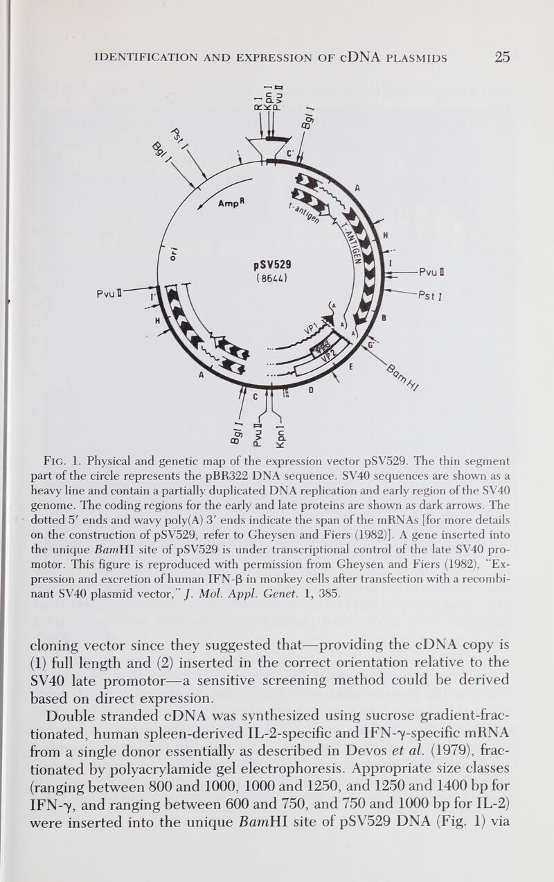 IDENTIFICATION AND EXPRESSION OF cDNA PLASMIDS 25 tr^Q. Pvul O) CD С CL Fig. 1. Physical and genetic map of the expression vector pSV529. The thin segment part of the circle represents the pBR322 DNA sequence. SV40 sequences are shown as a heavy line and contain a partially duplicated DNA replication and early region of the SV40 genome. The coding regions for the early and late proteins are shown as dark arrows. The dotted 5' ends and wavy poly(A) 3' ends indicate the span of the mRNAs [for more details on the construction of pSV529, refer to Gheysen and Fiers (1982)]. A gene inserted into the unique BamHl site of pSV529 is under transcriptional control of the late SV40 pro- motor. This figure is reproduced with permission from Gheysen and Fiers (1982), Ex¬ pression and excretion of human IFN-ß in monkey cells after transfection with a recombi¬ nant SV40 plasmid vector,/. Mol. Appi. Genet. 1, 385. cloning vector since they suggested that—providing the cDNA copy is (1) full length and (2) inserted in the correct orientation relative to the SV40 late promotor—a sensitive screening method could be derived based on direct expression. Double stranded cDNA was synthesized using sucrose gradient-frac¬ tionated, human spleen-derived IL-2-specifìc and IFN-7-specifíc mRNA from a single donor essentially as described in Devos et al. (1979), frac¬ tionated by Polyacrylamide gel electrophoresis. Appropriate size classes (ranging between 800 and 1000, 1000 and 1250, and 1250 and 1400 bp for IFN-7, and ranging between 600 and 750, and 750 and 1000 bp for IL-2) were inserted into the unique BamWl site of pSV529 DNA (Fig, 1) via