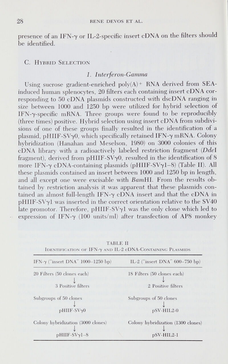 28 rene devos et al. presence of an IFN-7 or IL-2-specific insert cDNA on the filters should be identified. C. Hybrid Selection Using sucrose gradient-enriched poly(A)+ RNA derived from SEA- induced human splenocytes, 20 filters each containing insert cDNA cor¬ responding to 50 cDNA plasmids constructed with dscDNA ranging in size between 1000 and 1250 bp were utilized for hybrid selection of IFN-7-specific mRNA. Three groups were found to be reproducibly (three times) positive. Hybrid selection using insert cDNA from subdivi¬ sions of one of these groups finally resulted in the identification of a plasmid, PHIIF-SV7O, which specifically retained IFN-7 mRNA. Colony hybridization (Hanahan and Meselson, 1980) on 3000 colonies of this cDNA library with a radioactively labeled restriction fragment (Ddel fragment), derived from PHIIF-SV7O, resulted in the identification of 8 more IFN-7 cDNA-containing plasmids (PHIIF-SV7I-8) (Table II). All these plasmids contained an insert between 1000 and 1250 bp in length, and all except one were excisable with BamHI. From the results ob¬ tained by restriction analysis it was apparent that these plasmids con¬ tained an almost full-length IFN-7 cDNA insert and that the cDNA in PHIIF-SV7I was inserted in the correct orientation relative to the SV40 late promotor. Therefore, PHIIF-SV7I was the only clone which led to expression of IFN-7 (100 units/ml) after transfection of AP8 monkey i. Interferon-Gamma TABLE II Identip^ication of IFN-7 and IL-2 cDNA-Containinc Plasmids IFN-7 (insert DNA 1000-1250 bp) IL-2 (insert DNA 600-750 bp) 3 Positive filters 2 Positive filters Subgroups of 50 clones PHIIF-SV7O pSV-HIL2-0 Colony hybridization (1300 clones) pSV-HIL2-l PHIIF-SV7I-8