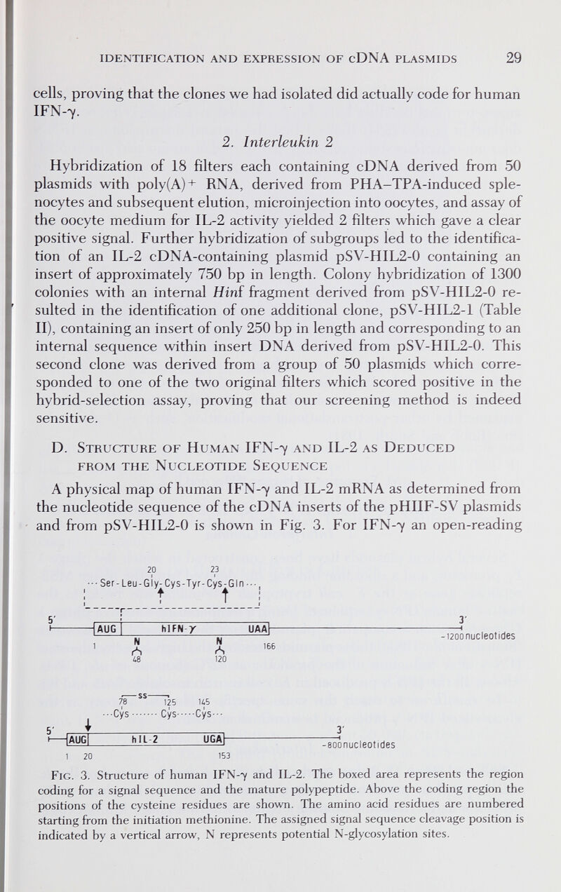 identification and expression of cDNA plasmids 29 cells, proving that the clones we had isolated did actually code for human IFN-'y. 2. Interleukin 2 Hybridization of 18 filters each containing cDNA derived fi-om 50 plasmids with poly(A)+ RNA, derived from PHA-TPA-induced sple- nocytes and subsequent elution, microinjection into oocytes, and assay of the oocyte medium for IL-2 activity yielded 2 filters which gave a clear positive signal. Further hybridization of subgroups led to the identifica¬ tion of an IL-2 cDNA-containing plasmid pSV-HIL2-0 containing an insert of approximately 750 bp in length. Colony hybridization of 1300 colonies with an internal Hinï fragment derived from pSV-HIL2-0 re¬ sulted in the identification of one additional clone, pSV-HIL2-l (Table II), containing an insert of only 250 bp in length and corresponding to an internal sequence within insert DNA derived from pSV-HIL2-0. This second clone was derived from a group of 50 plasmids which corre¬ sponded to one of the two original filters which scored positive in the hybrid-selection assay, proving that our screening method is indeed sensitive. D. Structure of Human IFN-7 and IL-2 as Deduced from the Nucleotide Sequence A physical map of human IFN-7 and IL-2 mRNA as determined from the nucleotide sequence of the cDNA inserts of the pHIIF-SV plasmids and from pSV-HIL2-0 is shown in Fig. 3. For IFN-7 an open-reading 20 23 Ser- Leu-Gly^Cys-Tyr-Cys-GIn 5' h- AUG hlFN-7 UAA 3' N Л N rS 120 -i2oonucleoticles 166 78  125 UB ^ •••Cys Cys Cys-- ' |AUG[ hlL-2 UG^ Teoo nucleotides 1 20 153 Fig. 3. Structure of human IFN-7 and IL-2. The boxed area represents the region coding for a signal sequence and the mature polypeptide. Above the coding region the positions of the cysteine residues are shown. The amino acid residues are numbered starting from the initiation methionine. The assigned signal sequence cleavage position is indicated by a vertical arrow, N represents potential N-glycosylation sites.
