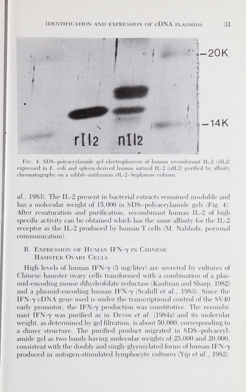 identification and expression of cDNA plasmids 31 i ' ^4-20K Fig. 4. SDS-polyacrylamide gel electrophoresis of human recombinant IL-2 (rIL2) expressed in E. coli and spleen-derived human natural IL-2 (nIL2) purified by affinity chromatography on a rabbit-antihuman rlL-2-Sepharose column. al., 1983). The IL-2 present in bacterial extracts remained insoluble and has a molecular weight of 15,000 in SDS-polyacrylamide gels (Fig. 4). After renaturation and purification, recombinant human IL-2 of high specific activity can be obtained which has the same affinity for the IL-2 receptor as the IL-2 produced by human T cells (M. Nabholz, personal communication). B. Expression of Human IFN-7 in Chinese Hamster Ovary Cells High levels of human IFN-7 (5 mg/liter) are secreted by cultures of Chinese hamster ovary cells transformed with a combination of a plas- mid-encoding mouse dihydrofolate reductase (Kaufman and Shaф, 1982) and a plasmid-encoding human IFN-7 (Scahill et al., 1983). Since the IFN-7 cDNA gene used is under the transcriptional control of the SV40 early promotor, the IFN-7 production was constitutive. The recombi¬ nant IFN-7 was purified as in Devos et al. (1984a) and its molecular weight, as determined by gel filtration, is about 50,000, corresponding to a dimer structure. The purified product migrated in SDS-polyacryl¬ amide gel as two bands having molecular weights of 25,000 and 20,000, consistent with the doubly and singly glycosylated forms of human IFN-7 produced in mitogen-stimulated lymphocyte cultures (Yip et al., 1982).
