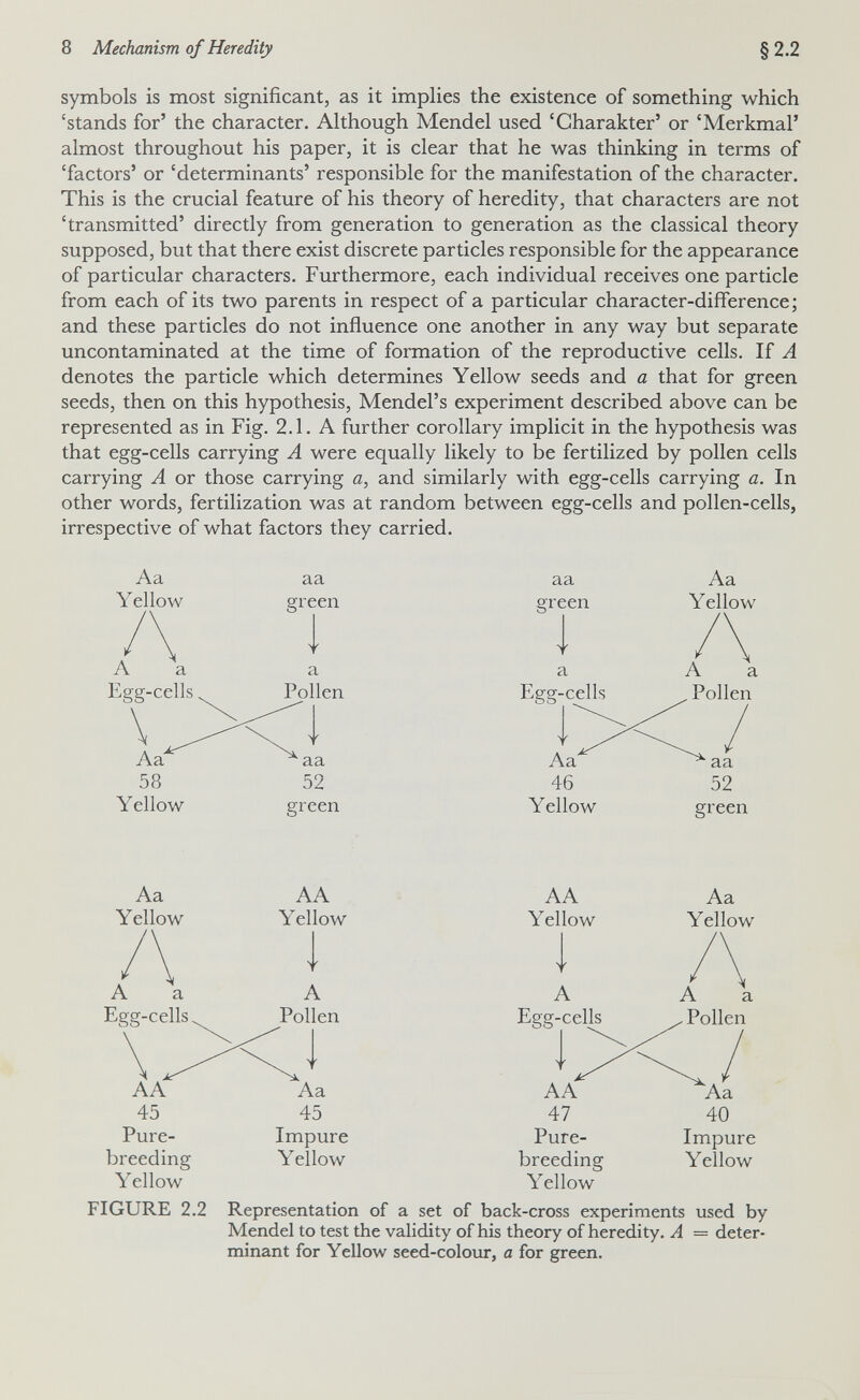 8 Mechanism of Heredity §2.2 symbols is most significant, as it implies the existence of something which 'stands for' the character. Although Mendel used 'Charakter' or 'Merkmal' almost throughout his paper, it is clear that he was thinking in terms of 'factors' or 'determinants' responsible for the manifestation of the character. This is the crucial feature of his theory of heredity, that characters are not 'transmitted' directly from generation to generation as the classical theory supposed, but that there exist discrete particles responsible for the appearance of particular characters. Furthermore, each individual receives one particle from each of its two parents in respect of a particular character-difference ; and these particles do not influence one another in any way but separate uncontaminated at the time of formation of the reproductive cells. If A denotes the particle which determines Yellow seeds and a that for green seeds, then on this hypothesis, Mendel's experiment described above can be represented as in Fig. 2.1. A further corollary implicit in the hypothesis was that egg-cells carrying A were equally likely to be fertilized by pollen cells carrying A or those carrying a, and similarly with egg-cells carrying a. In other words, fertilization was at random between egg-cells and pollen-cells, irrespective of what factors they carried. Aa Yellow A a Egg-cells aa green a Egg-cells Aa Yellow Aa Yellow A a Egg-cells AA 45 Pure- breeding Yellow FIGURE 2.2 AA Yellow A Pollen Aa 45 Impure Yellow AA Yellow A Egg-cells AA 47 Pure- breeding Yellow Aa Yellow A a Pollen Aa 40 Impure Yellow Representation of a set of back-cross experiments used by Mendel to test the validity of his theory of heredity. A = deter¬ minant for Yellow seed-coloxir, a for green.