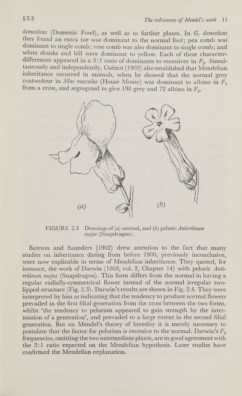 §2.3 The rediscovery of MendeVs work 11 dornesticiis (Domestic Fowl), as well as to further plants. In G. domesticus they found an extra toe was dominant to the normal foot; pea comb was dominant to single comb; rose comb was also dominant to single comb; and white shanks and bill were dominant to yellow. Each of these character- differences appeared in a 3:1 ratio of dominants to récessives in F^. Simul¬ taneously and independently, Guénot ( 1902) also established that Mendelian inheritance occurred in animals, when he showed that the normal grey coat-colour in Alus miisculus (House Mouse) was dominant to albino in Fj from a cross, and segregated to give 198 grey and 72 albino in F^. Bateson and Saunders (1902) drew attention to the fact that many studies on inheritance dating from before 1900, previously inconclusive, were now explicable in terms of Mendelian inheritance. They quoted, for instance, the work of Darwin (1868, vol. 2, Chapter 14) with peloric Anti¬ rrhinum majus (Snapdragon). This form differs from the normal in having a regular radially-symmetrical flower instead of the normal irregular two- lipped structure (Fig. 2.3). Darwin's results are shown in Fig. 2.4. They were interpreted by him as indicating that the tendency to produce normal flowers prevailed in the first filial generation from the cross between the two forms, whilst 'the tendency to pelorism appeared to gain strength by the inter¬ mission of a generation', and prevailed to a large extent in the second filial generation. But on Mendel's theory of heredity it is merely necessary to postulate that the factor for pelorism is recessive to the normal. Darwin's F^ frequencies, omitting the two intermediate plants, are in good agreement with the 3:1 ratio expected on the Mendelian hypothesis. Later studies have confirmed the Mendelian explanation. FIGURE 2.3 Drawings of (a) normal, and (è) peloric Antirrhinum majus (Snapdragon).