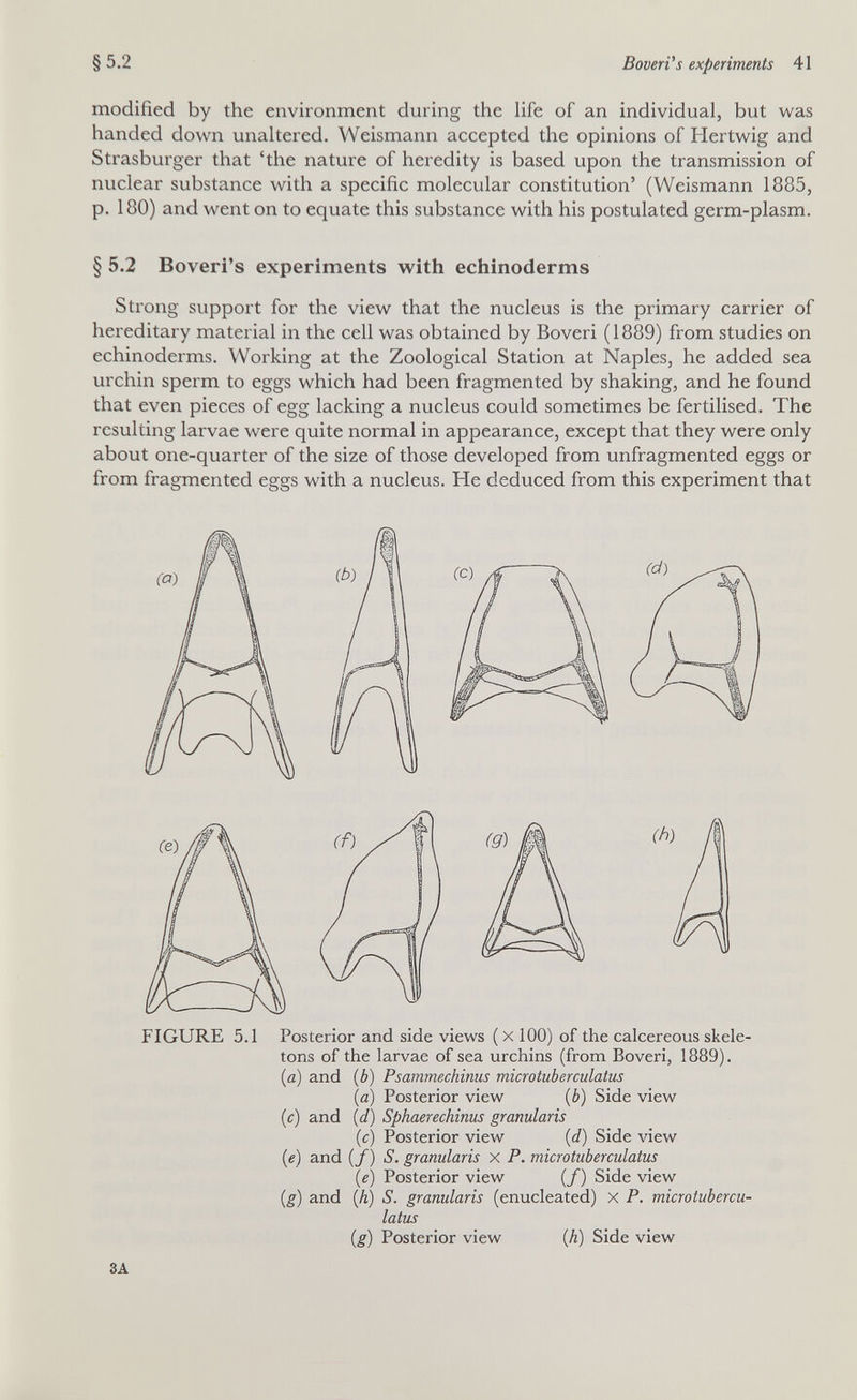 §5.2 Baveri's experiments 41 modified by the environment during the life of an individual, but was handed down unaltered. Weismann accepted the opinions of Hertwig and Strasburger that 'the nature of heredity is based upon the transmission of nuclear substance with a specific molecular constitution' (Weismann 1885, p. 180) and went on to equate this substance with his postulated germ-plasm. § 5.2 Boveri's experiments with echinoderms Strong support for the view that the nucleus is the primary carrier of hereditary material in the cell was obtained by Boveri (1889) from studies on echinoderms. Working at the Zoological Station at Naples, he added sea urchin sperm to eggs which had been fragmented by shaking, and he found that even pieces of egg lacking a nucleus could sometimes be fertilised. The resulting larvae were quite normal in appearance, except that they were only about one-quarter of the size of those developed from unfragmented eggs or from fragmented eggs with a nucleus. He deduced from this experiment that FIGURE 5.1 Posterior and side views ( x 100) of the calcereous skele¬ tons of the larvae of sea urchins (from Boveri, 1889). {a) and (¿) Psammechinus microtuberculatus (a) Posterior view (b) Side view (c) and (d) Sphaerechinus granularis (c) Posterior view {d) Side view (e) and (/) iS. granularis X P. microtuberculatus \e) Posterior view (/) Side view {g) and (Л) S. granularis (enucleated) X P. microtubercu¬ latus {g) Posterior view (Л) Side view ЗА
