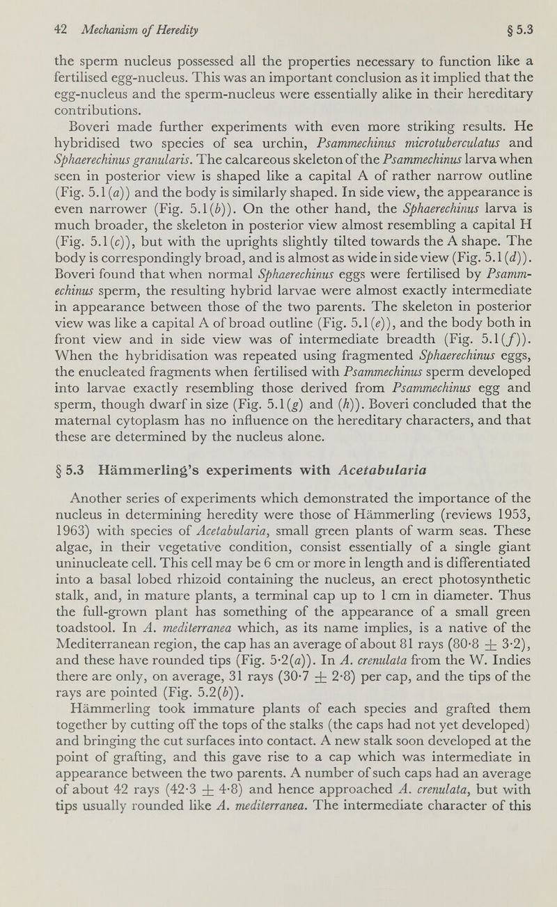 42 Mechanism of Heredity §5.3 the sperm nucleus possessed all the properties necessary to function like a fertilised egg-nucleus. This was an important conclusion as it implied that the egg-nucleus and the sperm-nucleus were essentially alike in their hereditary contributions. Boveri made further experiments with even more striking results. He hybridised two species of sea urchin, Psammechinus microtuberculatus and Sphaerechinus granularis. The calcareous skeleton of the Psammechinus larva when seen in posterior view is shaped like a capital A of rather narrow outline (Fig. 5.1 (й)) and the body is similarly shaped. In side view, the appearance is even narrower (Fig. 5.1 (è)). On the other hand, the Sphaerechinus larva is much broader, the skeleton in posterior view almost resembling a capital H (Fig. 5.1 (c)), but with the uprights slightly tilted towards the A shape. The body is correspondingly broad, and is almost as wide in side view (Fig. 5.1 (J)). Boveri found that when normal Sphaerechinus eggs were fertilised by Psamm¬ echinus sperm, the resulting hybrid larvae were almost exactly intermediate in appearance between those of the two parents. The skeleton in posterior view was like a capital A of broad outline (Fig. 5.1 (г)), and the body both in front view and in side view was of intermediate breadth (Fig. 5.1(/)). When the hybridisation was repeated using fragmented Sphaerechinus eggs, the enucleated fragments when fertilised with Psammechinus sperm developed into larvae exactly resembling those derived from Psammechinus egg and sperm, though dwarf in size (Fig. 5.1(^) and {h)). Boveri concluded that the maternal cytoplasm has no influence on the hereditary characters, and that these are determined by the nucleus alone. § 5.3 Hämmerling's experiments with Acetabularia Another series of experiments which demonstrated the importance of the nucleus in determining heredity were those of Hämmerling (reviews 1953, 1963) with species of Acetabularia, small green plants of warm seas. These algae, in their vegetative condition, consist essentially of a single giant uninucleate cell. This cell may be 6 cm or more in length and is differentiated into a basal lobed rhizoid containing the nucleus, an erect photosynthetic stalk, and, in mature plants, a terminal cap up to 1 cm in diameter. Thus the full-grown plant has something of the appearance of a small green toadstool. In A. mediterranea which, as its name implies, is a native of the Mediterranean region, the cap has an average of about 81 rays (80*8 i 3-2), and these have rounded tips (Fig. 5-2(a)). In A. crenulata from the W. Indies there are only, on average, 31 rays (30-7 i 2*8) per cap, and the tips of the rays are pointed (Fig. 5.2(è)). Hämmerling took immature plants of each species and grafted them together by cutting off the tops of the stalks (the caps had not yet developed) and bringing the cut surfaces into contact. A new stalk soon developed at the point of grafting, and this gave rise to a cap which was intermediate in appearance between the two parents. A number of such caps had an average of about 42 rays (42-3 ± 4-8) and hence approached A. crenulata, but with tips usually rounded like A. nuditerranea. The intermediate character of this