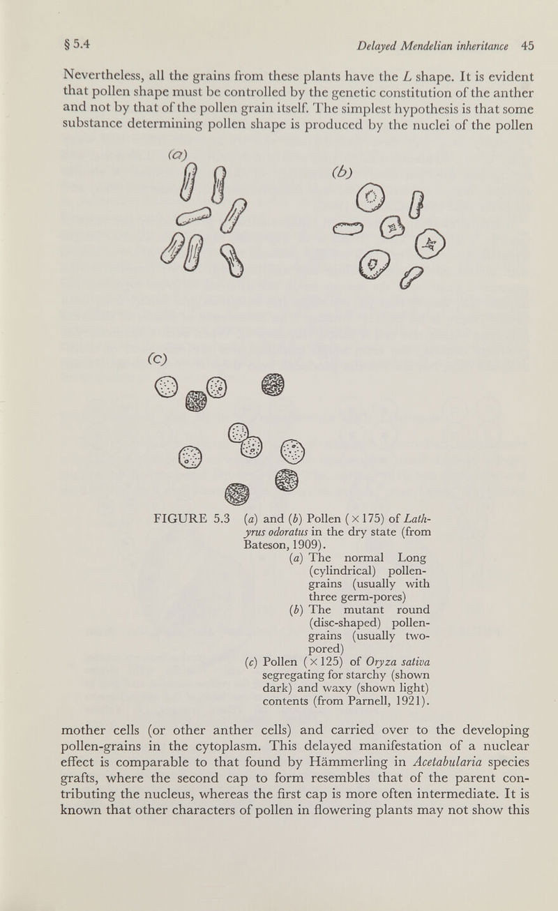 § 5.4 Delayed Mendelian inheritance 45 Nevertheless, all the grains from these plants have the L shape. It is evident that pollen shape must be controlled by the genetic constitution of the anther and not by that of the pollen grain itself. The simplest hypothesis is that some substance determining pollen shape is produced by the nuclei of the pollen (Ò) ^^0 CTP it Л Гс) FIGURE 5.3 (û) and (6) Pollen ( x 175) of Lath- yrus odoratus in the dry state (from Bateson, 1909). {a) The normal Long (cylindrical) pollen- grains (usually with three germ-pores) {b) The mutant round (disc-shaped) pollen- grains (usually two- pored) (c) Pollen (x 125) of Oryza sativa segregating for starchy (shown dark) and waxy (shown light) contents (from Parnell, 1921). mother cells (or other anther cells) and carried over to the developing pollen-grains in the cytoplasm. This delayed manifestation of a nuclear effect is comparable to that found by Hämmerling in Acetabularia species grafts, where the second cap to form resembles that of the parent con¬ tributing the nucleus, whereas the first cap is more often intermediate. It is known that other characters of pollen in flowering plants may not show this