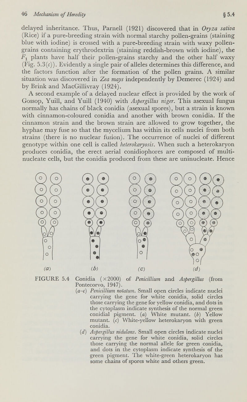 46 Mechanism of Heredity §5.4 delayed inheritance. Thus, Parnell (1921) discovered that in Oryza sativa (Rice) if a pure-breeding strain with normal starchy pollen-grains (staining blue with iodine) is crossed with a pure-breeding strain with waxy pollen- grains containing erythrodextrin (staining reddish-brown with iodine), the Fj plants have half their pollen-grains starchy and the other half waxy (Fig. 5.3(c)). Evidently a single pair of alleles determines this difference, and the factors function after the formation of the pollen grains. A similar situation was discovered in Zea mays independently by Demerec (1924) and by Brink and MacGillivray (1924). A second example of a delayed nuclear effect is provided by the work of Gossop, Yuill, and Yuill (1940) with Aspergillus niger. This asexual fungus normally has chains of black conidia (asexual spores), but a strain is known with cinnamon-coloured conidia and another with brown conidia. If the cinnamon strain and the brown strain are allowed to grow together, the hyphae may fuse so that the mycelium has within its cells nuclei from both strains (there is no nuclear fusion). The occurrence of nuclei of different genotype within one cell is called heierokaryosis. When such a heterokaryon produces conidia, the erect aerial conidiophores are composed of multi¬ nucleate cells, but the conidia produced from these are uninucleate. Hence ib) (c) id) FIGURE 5.4 Conidia ( x 2000) of Pénicillium and Aspergillus (from Pontecorvo, 1947). {a-c) Pénicillium notatum. Small open circles indicate nuclei carrying the gene for white conidia, solid circles those carrying the gene for yellow conidia, and dots in the cytoplasm indicate synthesis of the normal green conidial pigment, (a) White mutant, {b) Yellow mutant, (c) White-yeUow heterokaryon with green conidia. {d) Aspergillus nidulans. Small open circles indicate nuclei carrying the gene for white conidia, solid circles those carrying the normal allele for green conidia, and dots in the cytoplasm indicate synthesis of the green pigment. The white-green heterokaryon has some chains of spores white and others green.