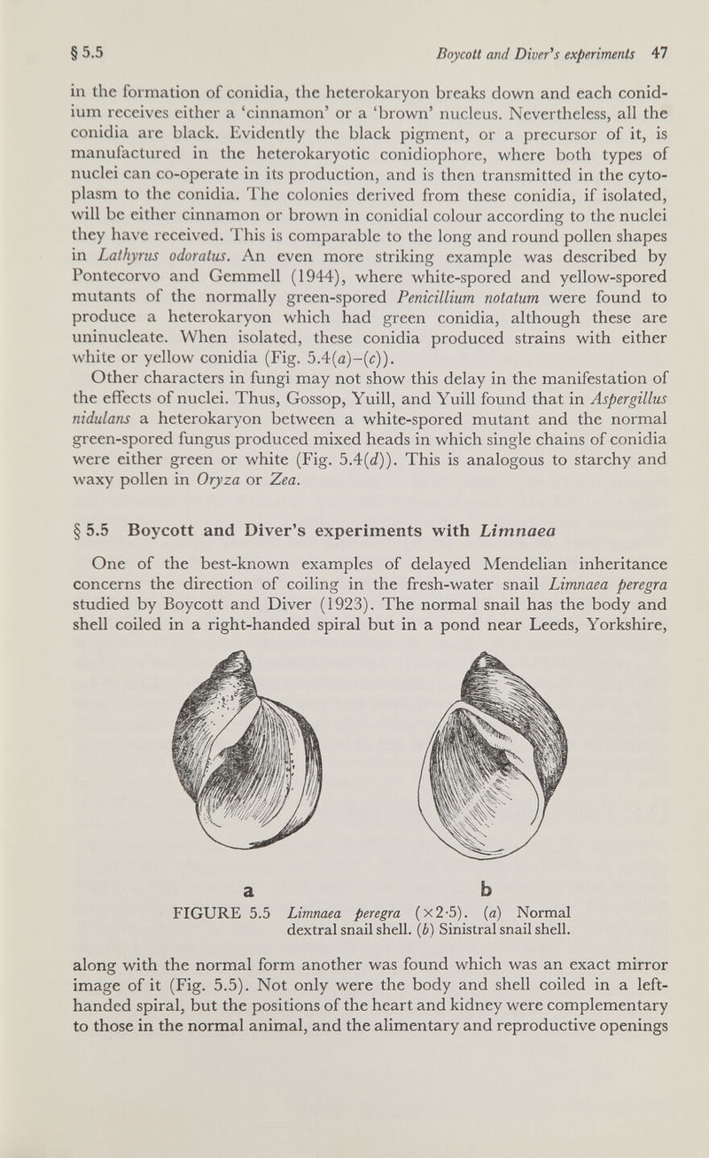 §5.5 Boycott and Diverts experiments 47 in the formation of conidia, the heterokaryon breaks down and each conid- ium receives either a 'cinnamon' or a 'brown' nucleus. Nevertheless, all the conidia are black. Evidently the black pigment, or a precursor of it, is manufactured in the heterokaryotic conidiophore, where both types of nuclei can co-operate in its production, and is then transmitted in the cyto¬ plasm to the conidia. The colonies derived from these conidia, if isolated, will be either cinnamon or brown in conidial colour according to the nuclei they have received. This is comparable to the long and round pollen shapes in Lathyrns odoratus. An even more striking example was described by Pontecorvo and Gemmell (1944), where white-spored and yellow-spored mutants of the normally green-spored Pénicillium notatum were found to produce a heterokaryon which had green conidia, although these are uninucleate. When isolated, these conidia produced strains with either white or yellow conidia (Fig. 5.4(a)-(c)). Other characters in fungi may not show this delay in the manifestation of the effects of nuclei. Thus, Gossop, Yuill, and Yuill found that in Aspergillus nidulans a heterokaryon between a white-spored mutant and the normal green-spored fungus produced mixed heads in which single chains of conidia were either green or white (Fig. 5.4(á)). This is analogous to starchy and waxy pollen in Oryza or Zea. § 5.5 Boycott and Diver's experiments with Limnaea One of the best-known examples of delayed Mendelian inheritance concerns the direction of coiling in the fresh-water snail Limnaea peregra studied by Boycott and Diver (1923). The normal snail has the body and shell coiled in a right-handed spiral but in a pond near Leeds, Yorkshire, along with the normal form another was found which was an exact mirror image of it (Fig. 5.5). Not only were the body and shell coiled in a left- handed spiral, but the positions of the heart and kidney were complementary to those in the normal animal, and the alimentary and reproductive openings a b FIGURE 5.5 Limnaea peregra (x2-5). (a) Normal dextral snail shell. (6) Sinistral snail shell.