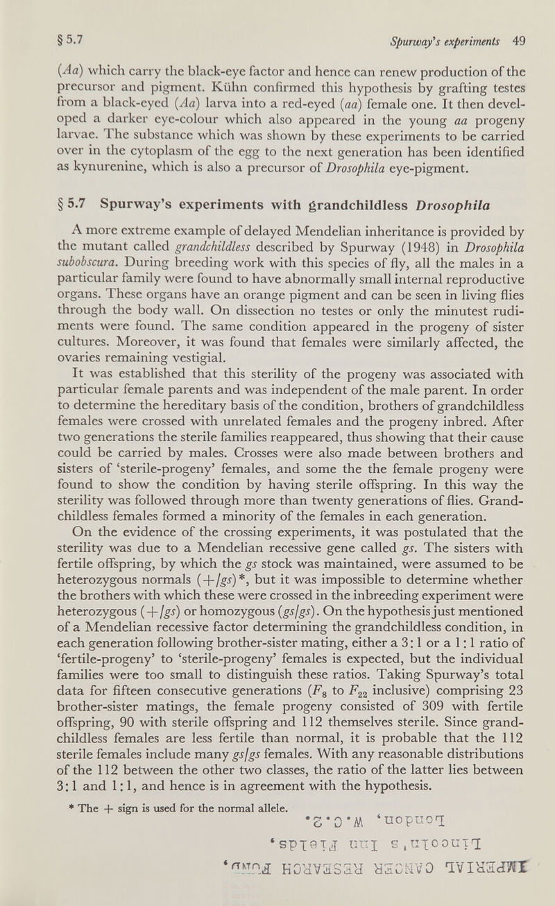 §5.7 Spurway's experiments 49 (Aa) which carry the black-eye factor and hence can renew production of the precursor and pigment. Kühn confirmed this hypothesis by grafting testes from a black-eyed (Aa) larva into a red-eyed (aa) female one. It then devel¬ oped a darker eye-colour which also appeared in the young aa progeny larvae. The substance which was shown by these experiments to be carried over in the cytoplasm of the egg to the next generation has been identified as kynurenine, which is also a precursor of Drosophila eye-pigment. § 5.7 Spurw^ay's experiments with grandchildless Drosophila A more extreme example of delayed Mendelian inheritance is provided by the mutant called grandchildless described by Spurway (1948) in Drosophila subobscura. During breeding work with this species of fly, all the males in a particular family were found to have abnormally small internal reproductive organs. These organs have an orange pigment and can be seen in living flies through the body wall. On dissection no testes or only the minutest rudi¬ ments were found. The same condition appeared in the progeny of sister cultures. Moreover, it was found that females were similarly affected, the ovaries remaining vestigial. It was established that this sterility of the progeny was associated with particular female parents and was independent of the male parent. In order to determine the hereditary basis of the condition, brothers of grandchildless females were crossed with unrelated females and the progeny inbred. After two generations the sterile families reappeared, thus showing that their cause could be carried by males. Grosses were also made between brothers and sisters of 'sterile-progeny' females, and some the the female progeny were found to show the condition by having sterile offspring. In this way the sterility was followed through more than twenty generations of flies. Grand¬ childless females formed a minority of the females in each generation. On the evidence of the crossing experiments, it was postulated that the sterility was due to a Mendelian recessive gene called gs. The sisters with fertile offspring, by which the gs stock was maintained, were assumed to be heterozygous normals (-\-jgs)*, but it was impossible to determine whether the brothers with which these were crossed in the inbreeding experiment were heterozygous (+¡gs) or homozygous (gsfgs). On the hypothesis just mentioned of a Mendelian recessive factor determining the grandchildless condition, in each generation following brother-sister mating, either a 3:1 or a 1:1 ratio of 'fertile-progeny' to 'sterile-progeny' females is expected, but the individual families were too small to distinguish these ratios. Taking Spurway's total data for fifteen consecutive generations (Fg to Fzz inclusive) comprising 23 brother-sister matings, the female progeny consisted of 309 with fertile offspring, 90 with sterile offspring and 112 themselves sterile. Since grand¬ childless females are less fertile than normal, it is probable that the 112 sterile females include many gsjgs females. With any reasonable distributions of the 112 between the other two classes, the ratio of the latter lies between 3:1 and 1:1, and hence is in agreement with the hypothesis. * The + sign is used for the normal allele. 'uopuoT; *SPI9T^ uni SjIITCOUIl KOHVaSSH HSGRVO