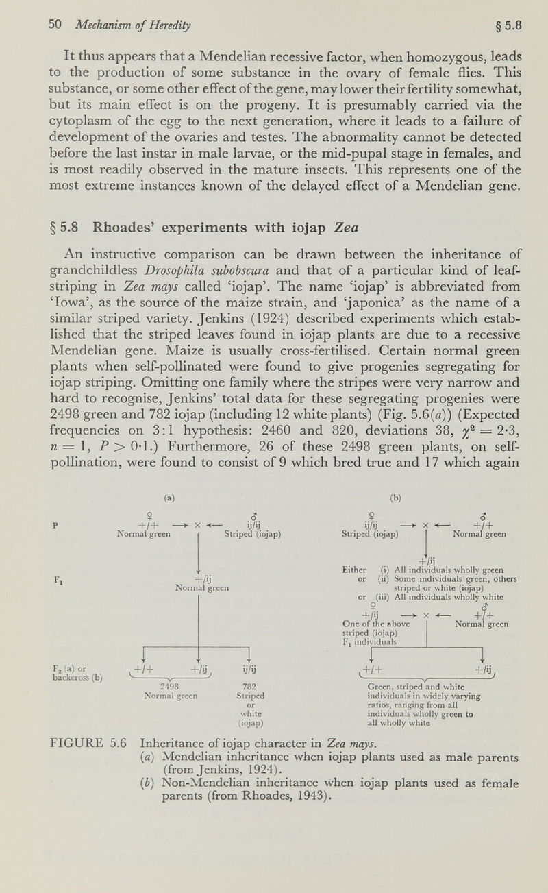50 Mechanism of Heredity §5.8 It thus appears that a Mendelian recessive factor, when homozygous, leads to the production of some substance in the ovary of female flies. This substance, or some other effect of the gene, may lower their fertility somewhat, but its main effect is on the progeny. It is presumably carried via the cytoplasm of the egg to the next generation, where it leads to a failure of development of the ovaries and testes. The abnormality cannot be detected before the last instar in male larvae, or the mid-pupal stage in females, and is most readily observed in the mature insects. This represents one of the most extreme instances known of the delayed effect of a Mendelian gene. § 5.8 Rhoades' experiments with iojap Zea An instructive comparison can be drawn between the inheritance of grandchildless Drosophila subobscura and that of a particular kind of leaf- striping in Zea mays called 'iojap'. The name 'iojap' is abbreviated from 'Iowa', as the source of the maize strain, and 'japónica' as the name of a similar striped variety. Jenkins (1924) described experiments which estab¬ lished that the striped leaves found in iojap plants are due to a recessive Mendelian gene. Maize is usually cross-fertilised. Certain normal green plants when self-pollinated were found to give progenies segregating for iojap striping. Omitting one family where the stripes were very narrow and hard to recognise, Jenkins' total data for these segregating progenies were 2498 green and 782 iojap (including 12 white plants) (Fig. 5.6(a)) (Expected frequencies on 3:1 hypothesis: 2460 and 820, deviations 38, = 2*3, n — \, P > 0-1.) Furthermore, 26 of these 2498 green plants, on self- pollination, were found to consist of 9 which bred true and 17 which again (a) 9 +/+ - Normal green <? ■ . y/y. . Striped (iojap) + /ij Normal green Fo(a) or backcross (b) +/+ +/Ü, 2498 Normal green ij'/Ü 782 Striped or white (iojap) (b) ? Striped (iojap) (Î +/ + Normal green +7ч Either (i) All individuals wholly green or (ii) Some individuals green, others striped or white (iojap) or (iii) All individuals wholly white ? <? +/ij _> X Ч— +/+ One of the above striped (iojap) Fj individuals I ,+/+ Normal green 1 +ÍS, Green, striped and white individuals in widely varying ratios, ranging from all individuals wholly green to all wholly white FIGURE 5.6 Inheritance of iojap character in Zea mays. (a) MendeHan inheritance when iojap plants used as male parents (from Jenkins, 1924). (Ó) Non-Mendelian inheritance when iojap plants used as female parents (from Rhoades, 1943).