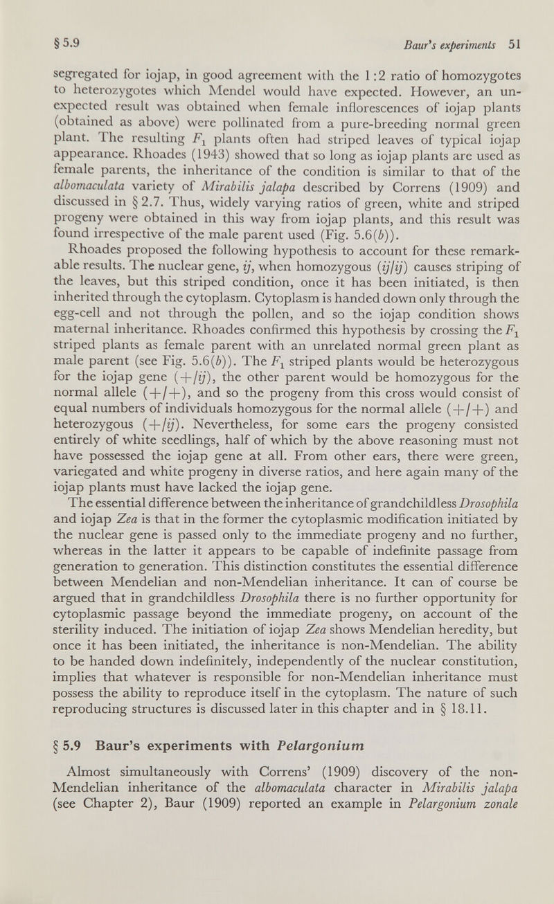 §5.9 Ваш*s experiments 51 segi egated for iojap, in good agreement with the 1:2 ratio of homozygotes to heterozygotes which Mendel would have expected. However, an un¬ expected result was obtained when female inflorescences of iojap plants (obtained as above) were pollinated from a pure-breeding normal green plant. The resulting plants often had striped leaves of typical iojap appearance. Rhoades (1943) showed that so long as iojap plants are used as female parents, the inheritance of the condition is similar to that of the albomaculata variety of Mirabilis jalapa described by Correns (1909) and discussed in §2.7. Thus, widely varying ratios of green, white and striped progeny were obtained in this way from iojap plants, and this result was found irrespective of the male parent used (Fig. 5.6(6)). Rhoades proposed the following hypothesis to account for these remark¬ able results. The nuclear gene, ij, when homozygous (у/г}) causes striping of the leaves, but this striped condition, once it has been initiated, is then inherited through the cytoplasm. Cytoplasm is handed down only through the egg-cell and not through the pollen, and so the iojap condition shows maternal inheritance. Rhoades confirmed this hypothesis by crossing thei^^ striped plants as female parent with an unrelated normal green plant as male parent (see Fig. 5.6(6)). The striped plants would be heterozygous for the iojap gene {-\-¡ij), the other parent would be homozygous for the normal allele (+/+), and so the progeny from this cross would consist of equal numbers of individuals homozygous for the normal allele (+/+) and heterozygous (+/г}'). Nevertheless, for some ears the progeny consisted entirely of white seedlings, half of which by the above reasoning must not have possessed the iojap gene at all. From other ears, there were green, variegated and white progeny in diverse ratios, and here again many of the iojap plants must have lacked the iojap gene. The essential difference between the inheritance of grandchildless Drosophila and iojap Zea is that in the former the cytoplasmic modification initiated by the nuclear gene is passed only to the immediate progeny and no further, whereas in the latter it appears to be capable of indefinite passage from generation to generation. This distinction constitutes the essential difference between Mendelian and non-Mendelian inheritance. It can of course be argued that in grandchildless Drosophila there is no further opportunity for cytoplasmic passage beyond the immediate progeny, on account of the sterility induced. The initiation of iojap Zea shows Mendelian heredity, but once it has been initiated, the inheritance is non-Mendelian. The ability to be handed down indefinitely, independently of the nuclear constitution, implies that whatever is responsible for non-Mendelian inheritance must possess the ability to reproduce itself in the cytoplasm. The nature of such reproducing structures is discussed later in this chapter and in § 18.11. § 5.9 Baur's experiments with Pelargonium Almost simultaneously with Correns' (1909) discovery of the non- Mendelian inheritance of the albomaculata character in Mirabilis jalapa (see Chapter 2), Baur (1909) reported an example in Pelargonium zonale