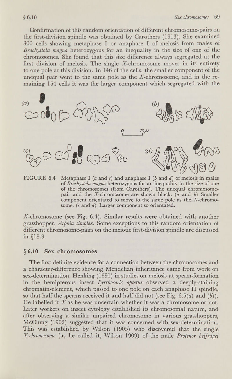 §6.10 Sex chromosomes 69 Confirmation of this random orientation of different chromosome-pairs on the first-division spindle was obtained by Carothers (1913). She examined 300 cells showing metaphase I or anaphase I of meiosis from males of Brachystola magna heterozygous for an inequality in the size of one of the chromosomes. She found that this size difference always segregated at the first division of meiosis. The single X-chromosome moves in its entirety to one pole at this division. In 146 of the cells, the smaller component of the unequal pair went to the same pole as the ^-chromosome, and in the re¬ maining 154 cells it was the larger component which segregated with the FIGURE 6.4 Metaphase I (a and c) and anaphase I {b and d) of meiosis in males of Brachystola magna heterozygous for an inequality in the size of one of the chromosomes (from Carothers). The unequal chromosome- pair and the X-chromosome are shown black, (a and b) Smaller component orientated to move to the same pole as the X-chromo- some. {c and d) Larger component so orientated. X-chromosome (see Fig. 6.4). Similar results were obtained with another grasshopper, Arphia simplex. Some exceptions to this random orientation of different chromosome-pairs on the meiotic first-division spindle are discussed in §18.3. § 6.10 Sex chromosomes The first definite evidence for a connection between the chromosomes and a character-difference showing Mendelian inheritance came from work on sex-determination. Henking (1891) in studies on meiosis at sperm-formation in the hemipterous insect Pyrrhocoris apterus observed a deeply-staining chromatin-element, which passed to one pole on each anaphase II spindle, so that half the sperms received it and half did not (see Fig. 6.5(a) and (¿)). He labelled it X as he was uncertain whether it was a chromosome or not. Later workers on insect cytology established its chromosomal nature, and after observing a similar unpaired chromosome in various grasshoppers, McClung (1902) suggested that it was concerned with sex-determination. This was established by Wilson (1905) who discovered that the single X-chromosome (as he called it, Wilson 1909) of the male Protenor belfragei о lOAJ J
