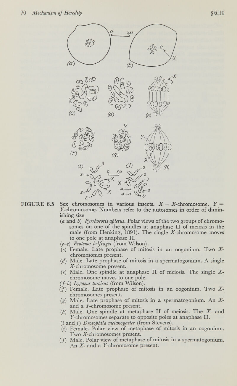 Mechanism of Heredity §6.10 Cc)^ 41 (d) oOOoOo (e) CP Ъ. Й ^Q\(2( (f) (i) [JURE 6.5 2-^ Sex chromosomes in various insects. X = X-chromosome. Y = F-chromosome. Numbers refer to the autosomes in order of dimin¬ ishing size {a and b) Pyrrhocoris apterus. Polar views of the two groups of chromo¬ somes on one of the spindles at anaphase II of meiosis in the male (from Henking, 1891). The single X-chromosome moves to one pole at anaphase II. {c-e) Protenor belfragei (from Wilson). (c) Female. Late prophase of mitosis in an oogonium. Two X- chromosomes present. (</) Male. Late prophase of mitosis in a spermatogonium. A single X-chromosome present. {e) Male. One spindle at anaphase II of meiosis. The single X- chromosome moves to one pole. {f-h) Lygaeus turcicus (from Wilson). (/) Female. Late prophase of mitosis in an oogonium. Two X- chromosomes present. (^g) Male. Late prophase of mitosis in a spermatogonium. An X- and a F-chromosome present. (Л) Male. One spindle at metaphase II of meiosis. The X- and F-chromosomes separate to opposite poles at anaphase II. {i andj) Drosophila melanogaster (from Stevens). (г) Female. Polar view of metaphase of mitosis in an oogonium. Two X-chromosomes present. (J) Male. Polar view of metaphase of mitosis in a spermatogonium. An X- and a F-chromosome present.