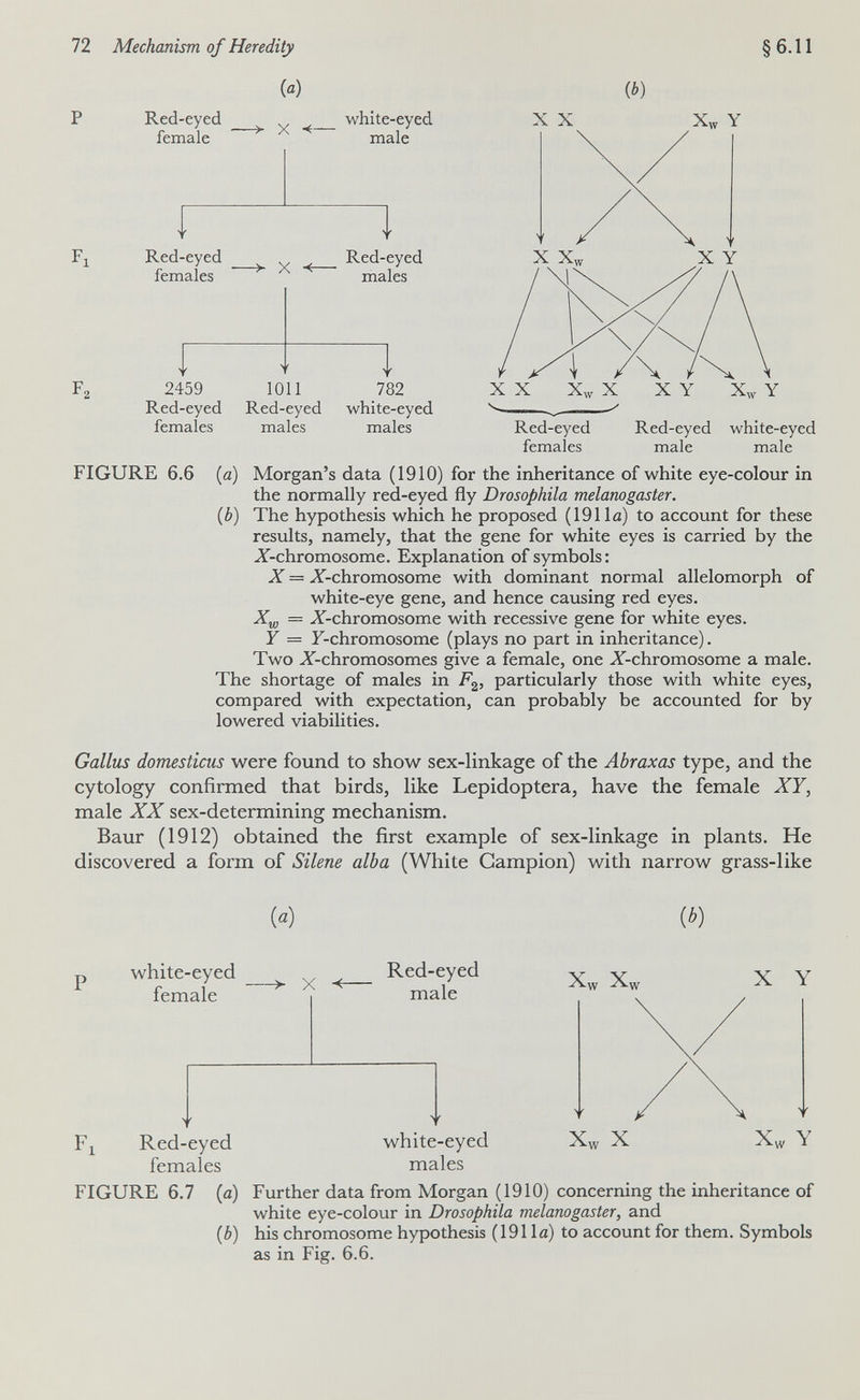 72 Mechanism of Heredity («) §6.11 ib) Red-eyed female X Ч— white-eyed male X X Fl Red-eyed females -> X Red-eyed males 2459 Red-eyed females 1011 Red-eyed males 782 white-eyed males Red-eyed females Red-eyed male white-eyed male FIGURE 6.6 (a) Morgan's data (1910) for the inheritance of white eye-colour in the normally red-eyed fly Drosophila melanogaster, (b) The hypothesis which he proposed (1911a) to account for these results, namely, that the gene for white eyes is carried by the X-chromosome. Explanation of symbols: X — -У-chromosome with dominant normal allelomorph of white-eye gene, and hence causing red eyes. = X-chromosome with recessive gene for white eyes. Y = У-chromosome (plays no part in inheritance). Two X-chromosomes give a female, one X-chromosome a male. The shortage of males in F, 2' particularly those with white eyes, probably be accounted for by compared with expectation, can lowered viabilities, Gallus domesticus were found to show sex-linkage of the Abraxas type, and the cytology confirmed that birds, like Lepidoptera, have the female XY, male XX sex-determining mechanism. Baur (1912) obtained the first example of sex-linkage in plants. He discovered a form of Silene alba (White Campion) with narrow grass-like {a) {b) white-eyed female Fl Red-eyed females -> X Red-eyed male white-eyed males Xw X Xw X X Y Xw Y FIGURE 6.7 (a) Further data from Morgan (1910) concerning the inheritance of white eye-colour in Drosophila melanogaster, and {b) his chromosome hypothesis (1911a) to account for them. Symbols as in Fig. 6.6.