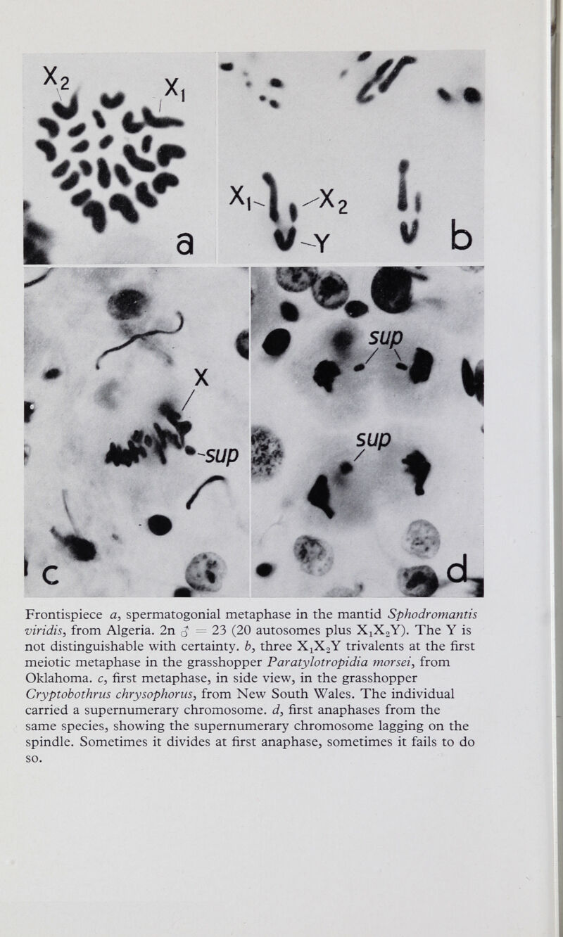 Frontispiece a, spermatogonia! metaphase in the mantid Sphodromantis viridis, from Algeria. 2n cJ = 23 (20 autosomes plus XjXgY). The Y is not distinguishable with certainty, h, three Х^ХзУ trivalents at the first meiotic metaphase in the grasshopper Paratylotropidia morsei, from Oklahoma. first metaphase, in side view, in the grasshopper Cryptobothrus chrysophorusj from New South Wales. The individual carried a supernumerary chromosome. J, first anaphases from the same species, showing the supernumerary chromosome lagging on the spindle. Sometimes it divides at first anaphase, sometimes it fails to do so.