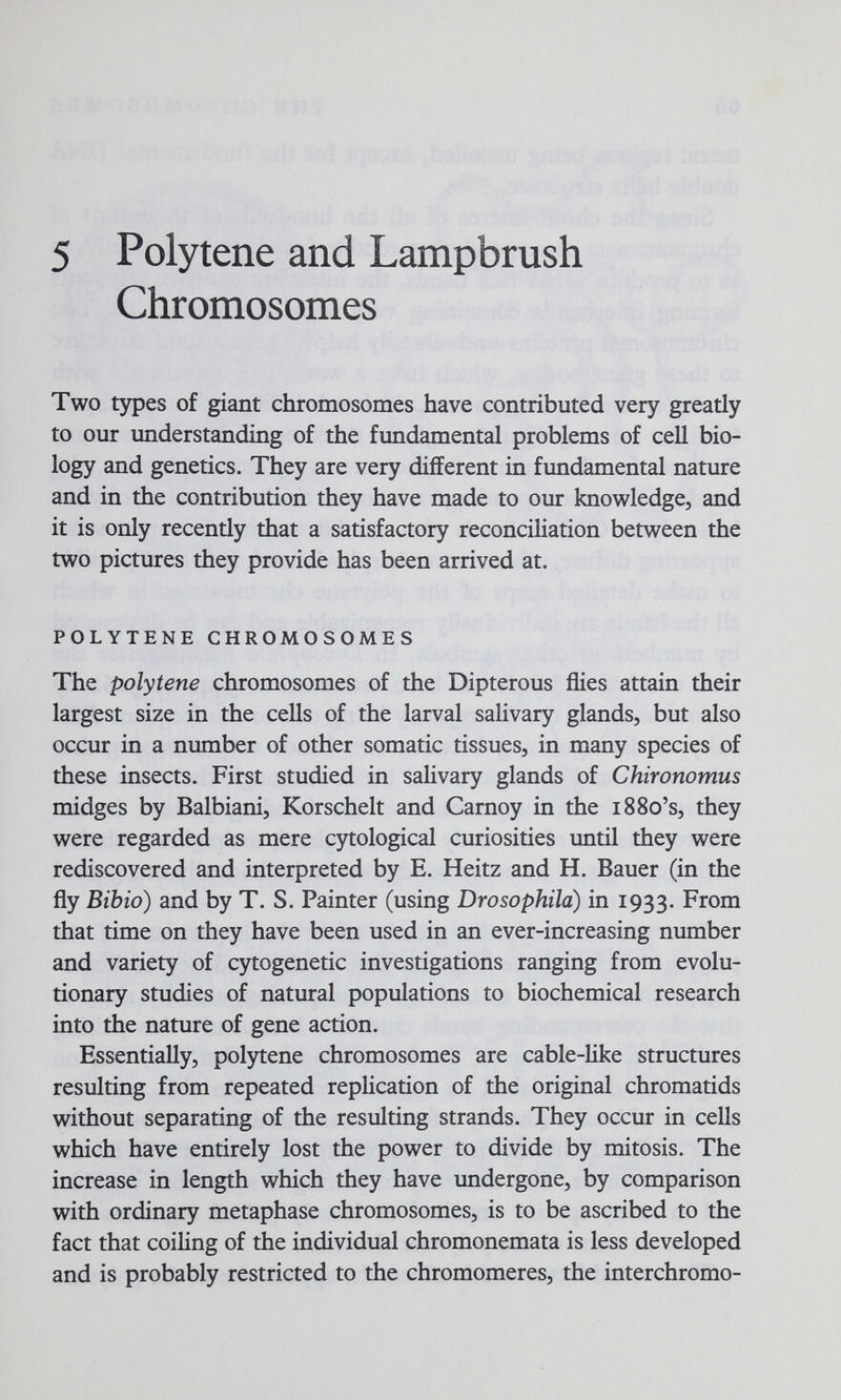 5 Polytene and Lampbrush Chromosomes Two types of giant chromosomes have contributed very greatly to our understanding of the fundamental problems of cell bio¬ logy and genetics. They are very different in fundamental nature and in the contribution they have made to our knowledge, and it is only recently that a satisfactory reconciliation between the two pictures they provide has been arrived at. POLYTENE CHROMOSOMES The polytene chromosomes of the Dipterous flies attain their largest size in the cells of the larval salivary glands, but also occur in a number of other somatic tissues, in many species of these insects. First studied in salivary glands of Chironomus midges by Balbiani, Korschelt and Carnoy in the iSSo's, they were regarded as mere cytological curiosities until they were rediscovered and interpreted by E. Heitz and H. Bauer (in the fly Bibio) and by T. S. Painter (using Drosophila) in 1933. From that time on they have been used in an ever-increasing number and variety of cytogenetic investigations ranging from evolu¬ tionary studies of natural populations to biochemical research into the nature of gene action. Essentially, polytene chromosomes are cable-like structures resulting from repeated replication of the original chromatids without separating of the resulting strands. They occur in cells which have entirely lost the power to divide by mitosis. The increase in length which they have imdergone, by comparison with ordinary metaphase chromosomes, is to be ascribed to the fact that coiling of the individual chromonemata is less developed and is probably restricted to the chromomeres, the interchromo-