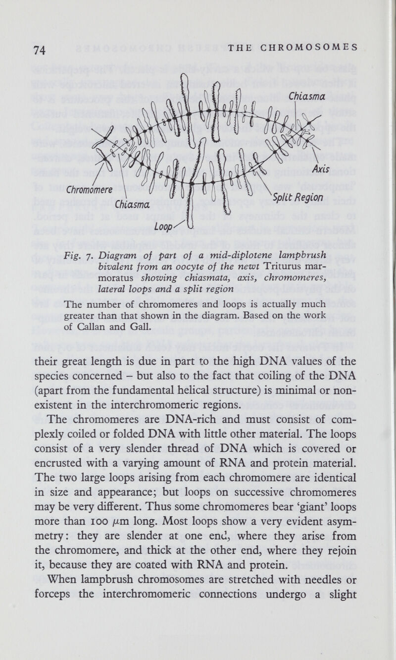 THE CHROMOSOMES Fig. 7. Diagram of part of a mid-diplotene lampbrush bivalent from an oocyte of the newt Triturus mar- moratus showing chiasmata, axis, chromomeres, lateral loops and a split region The number of chromomeres and loops is actually much greater than that shown in the diagram. Based on the work of Callan and Gall. their great length is due in part to the high DNA values of the species concerned - but also to the fact that coiling of the DNA (apart from the fundamental helical structure) is minimal or non¬ existent in the interchromomeric regions. The chromomeres are DNA-rich and must consist of com¬ plexly coiled or folded DNA with little other material. The loops consist of a very slender thread of DNA which is covered or encrusted with a varying amount of RNA and protein material. The two large loops arising from each chromomere are identical in size and appearance; but loops on successive chromomeres may be very different. Thus some chromomeres bear 'giant' loops more than 100 /xm long. Most loops show a very evident asym¬ metry: they are slender at one end^ where they arise from the chromomere, and thick at the other end, where they rejoin it, because they are coated with RNA and protein. When lampbrush chromosomes are stretched with needles or forceps the interchromomeric connections undergo a slight